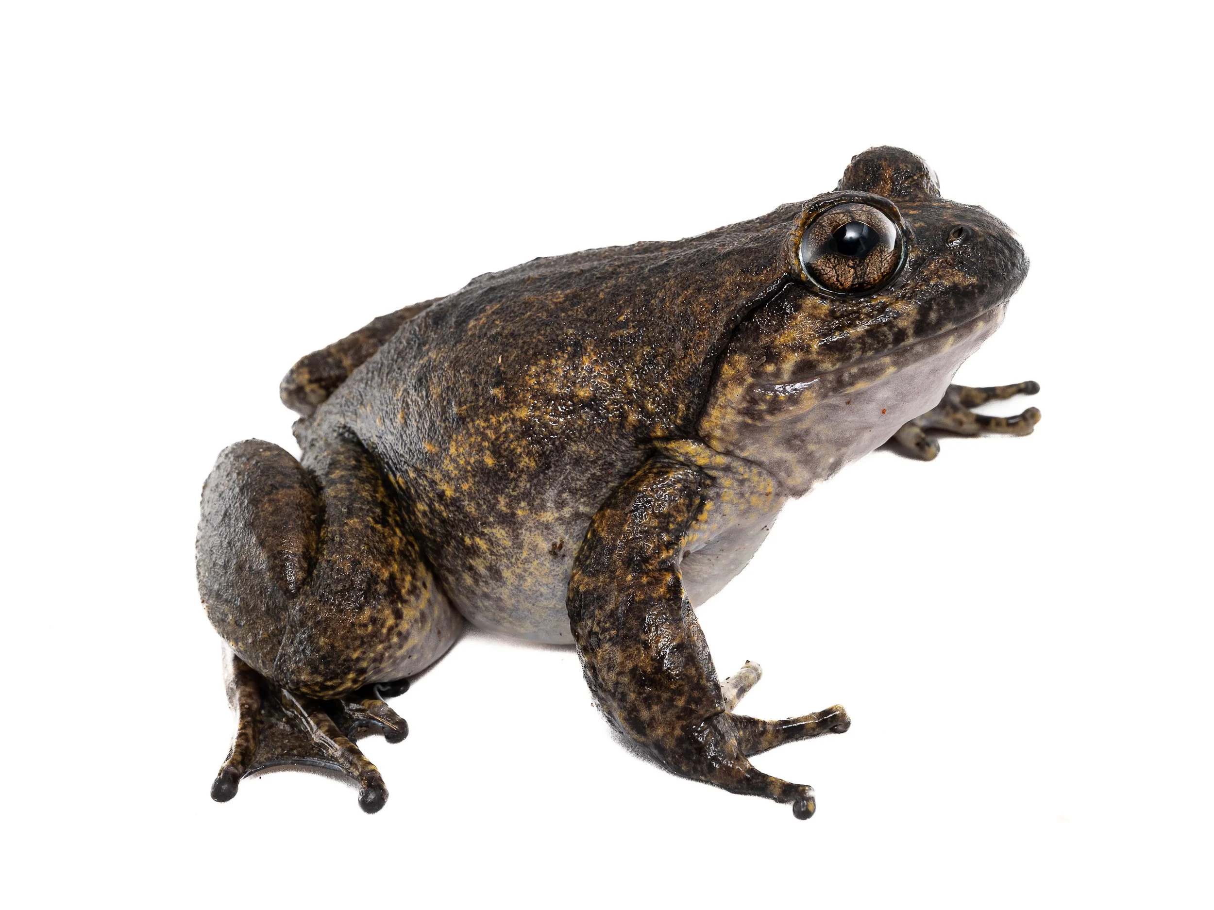 Giant Spiny Frog - Quasipaa spoinosa