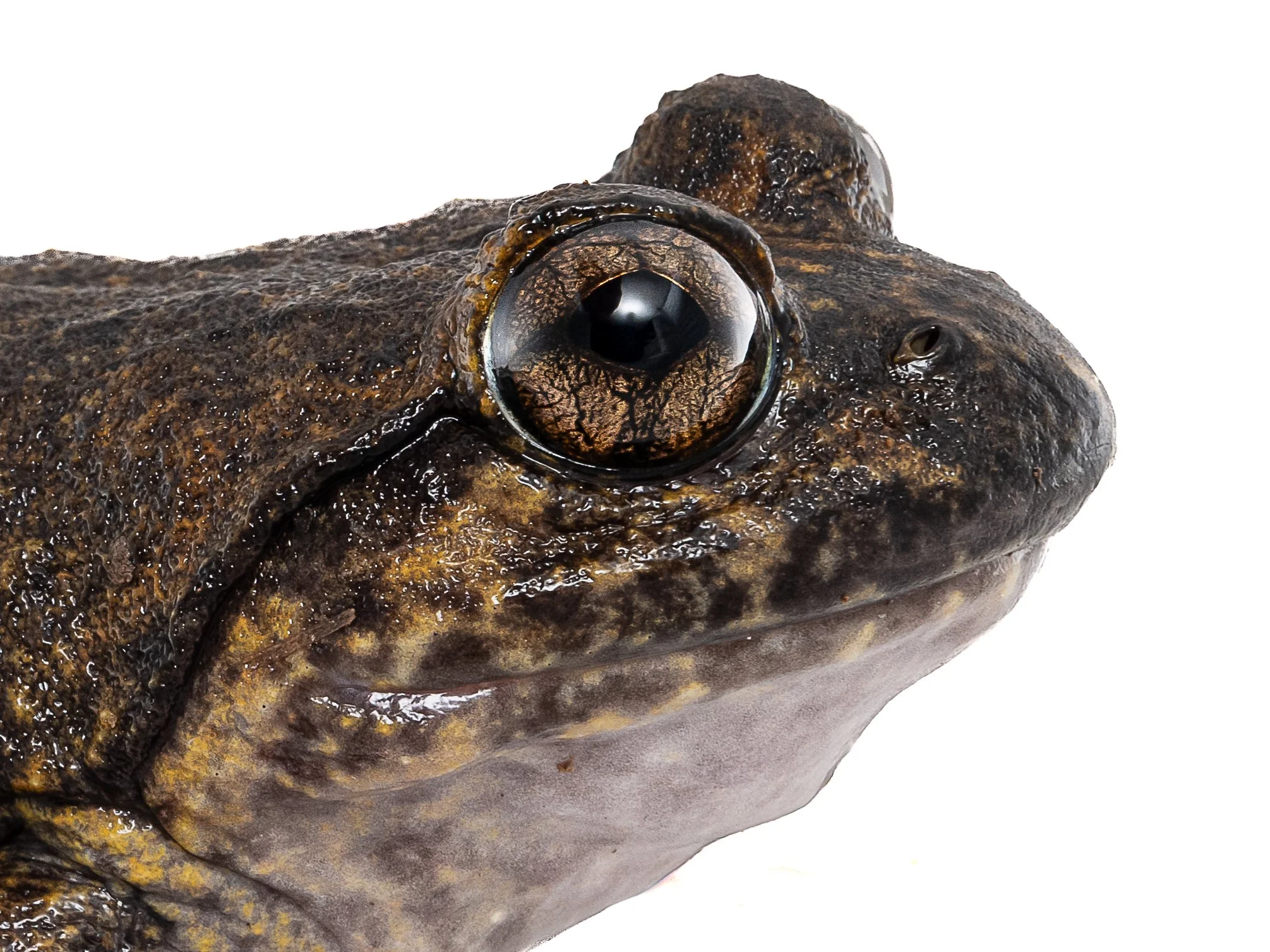 Giant Spiny Frog - Quasipaa spoinosa