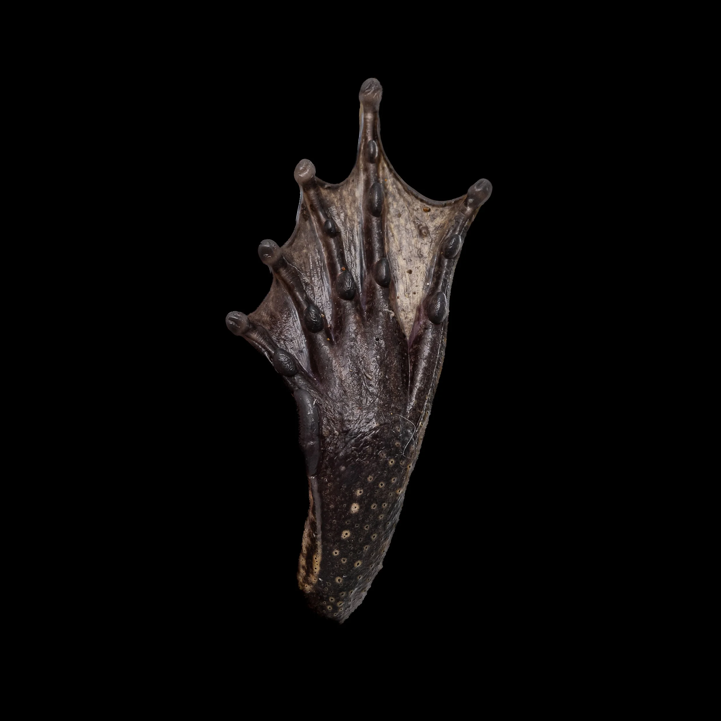 Giant Spiny Frog - Quasipaa spoinosa