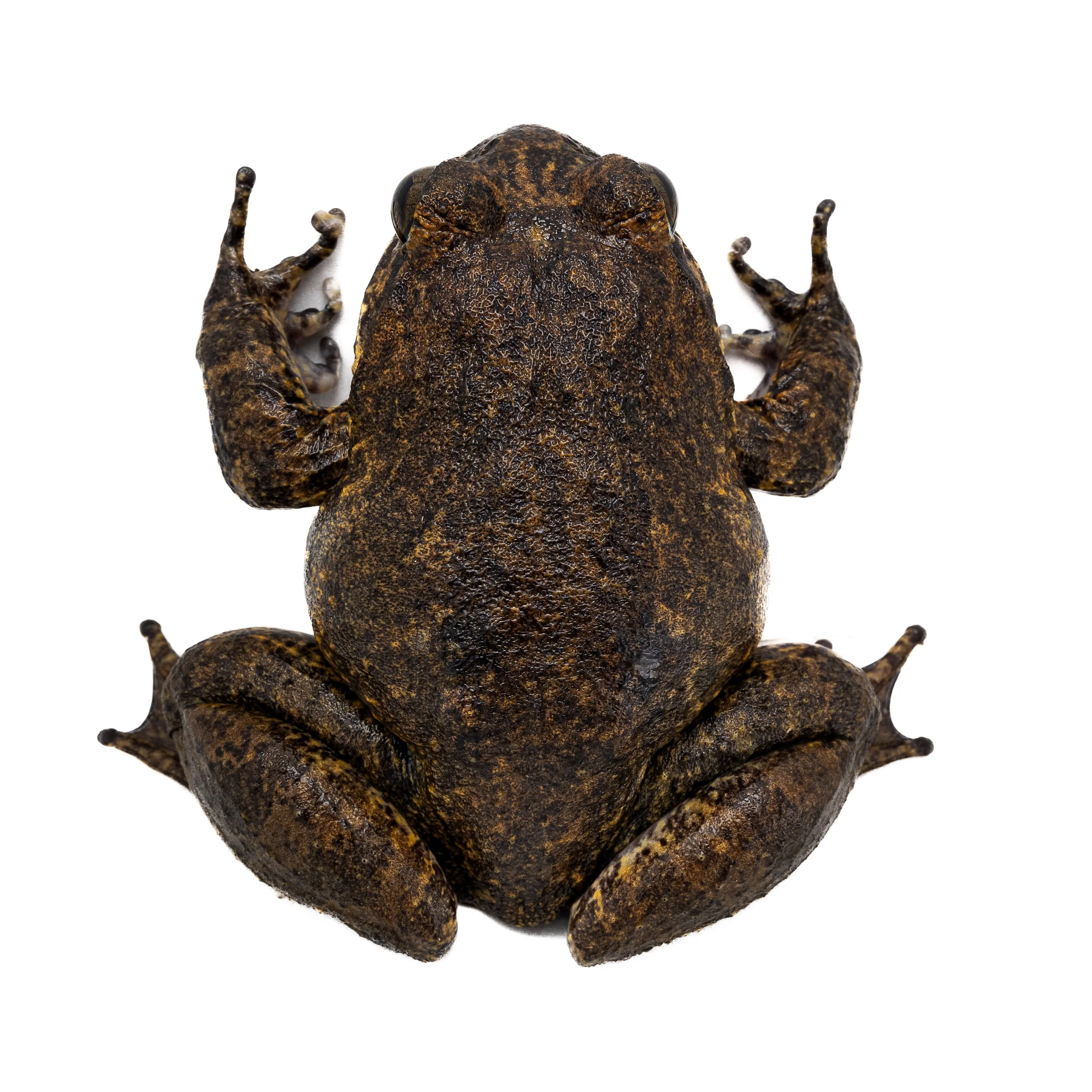 Giant Spiny Frog - Quasipaa spoinosa