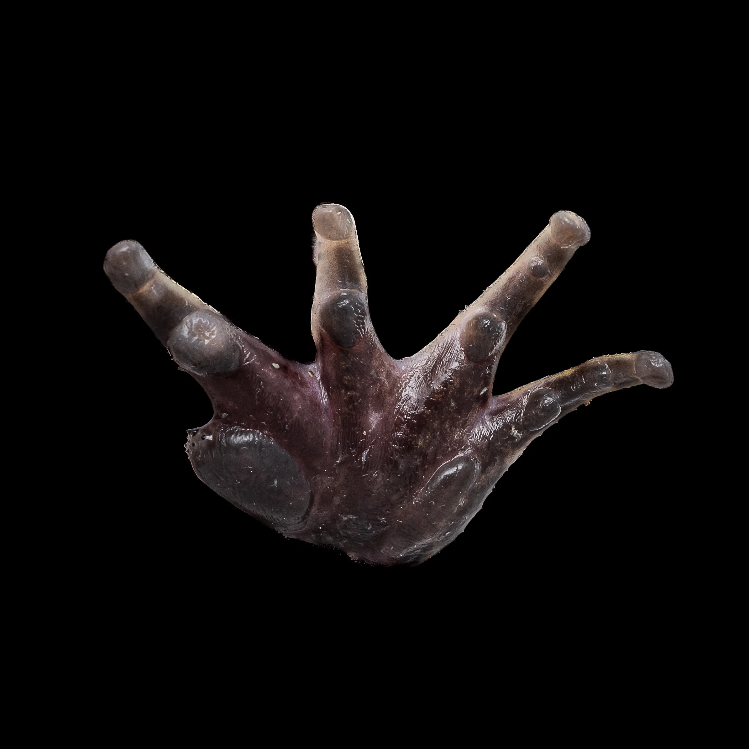 Giant Spiny Frog - Quasipaa spoinosa