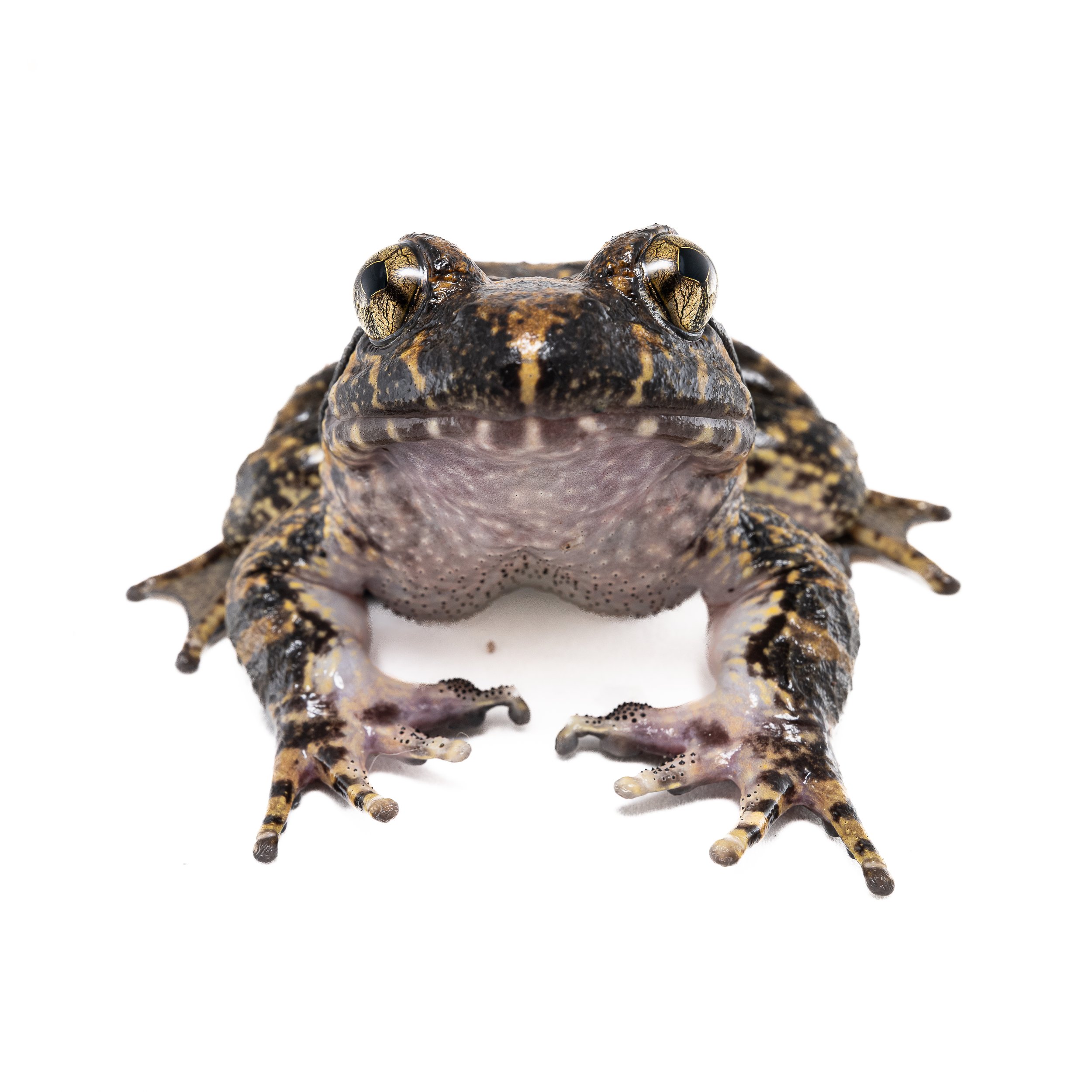 Giant Spiny Frog - Quasipaa spoinosa