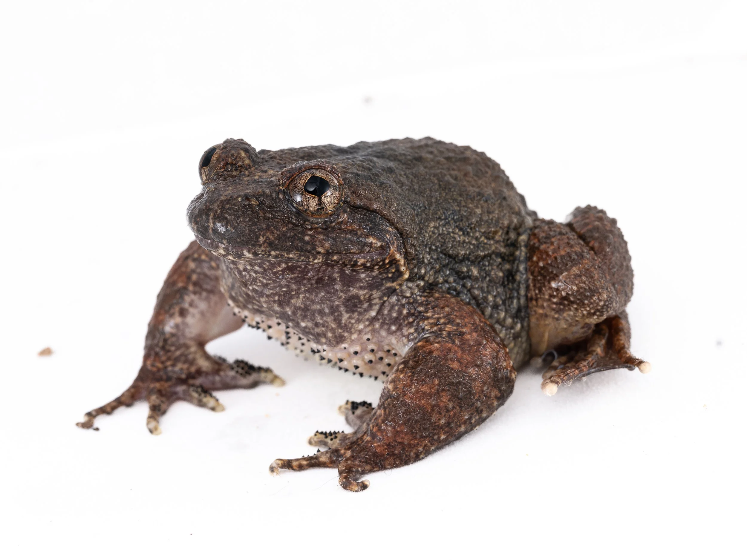Lesser-spiny frog - Quasipaa exsilispinosa