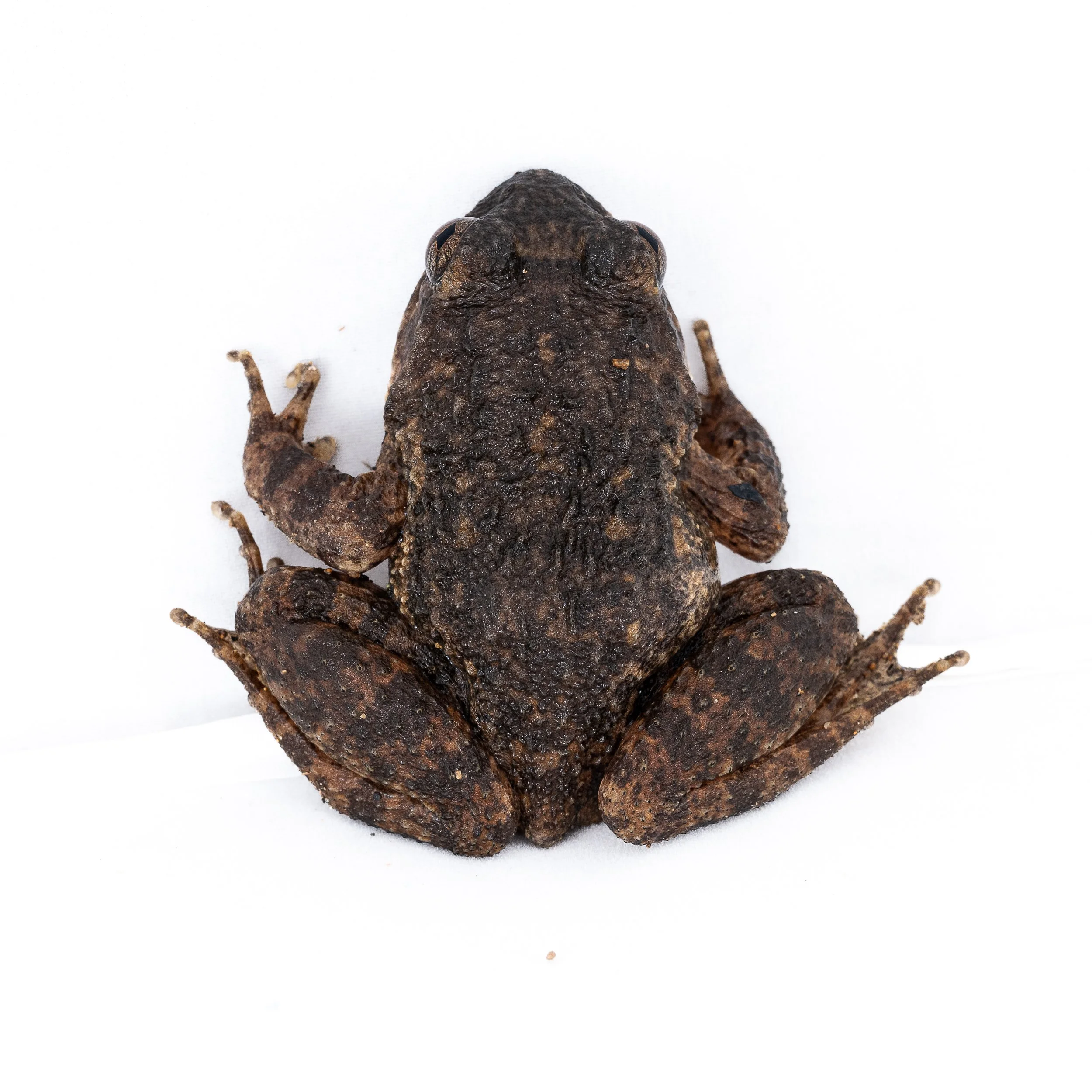 Lesser-spiny frog - Quasipaa exsilispinosa