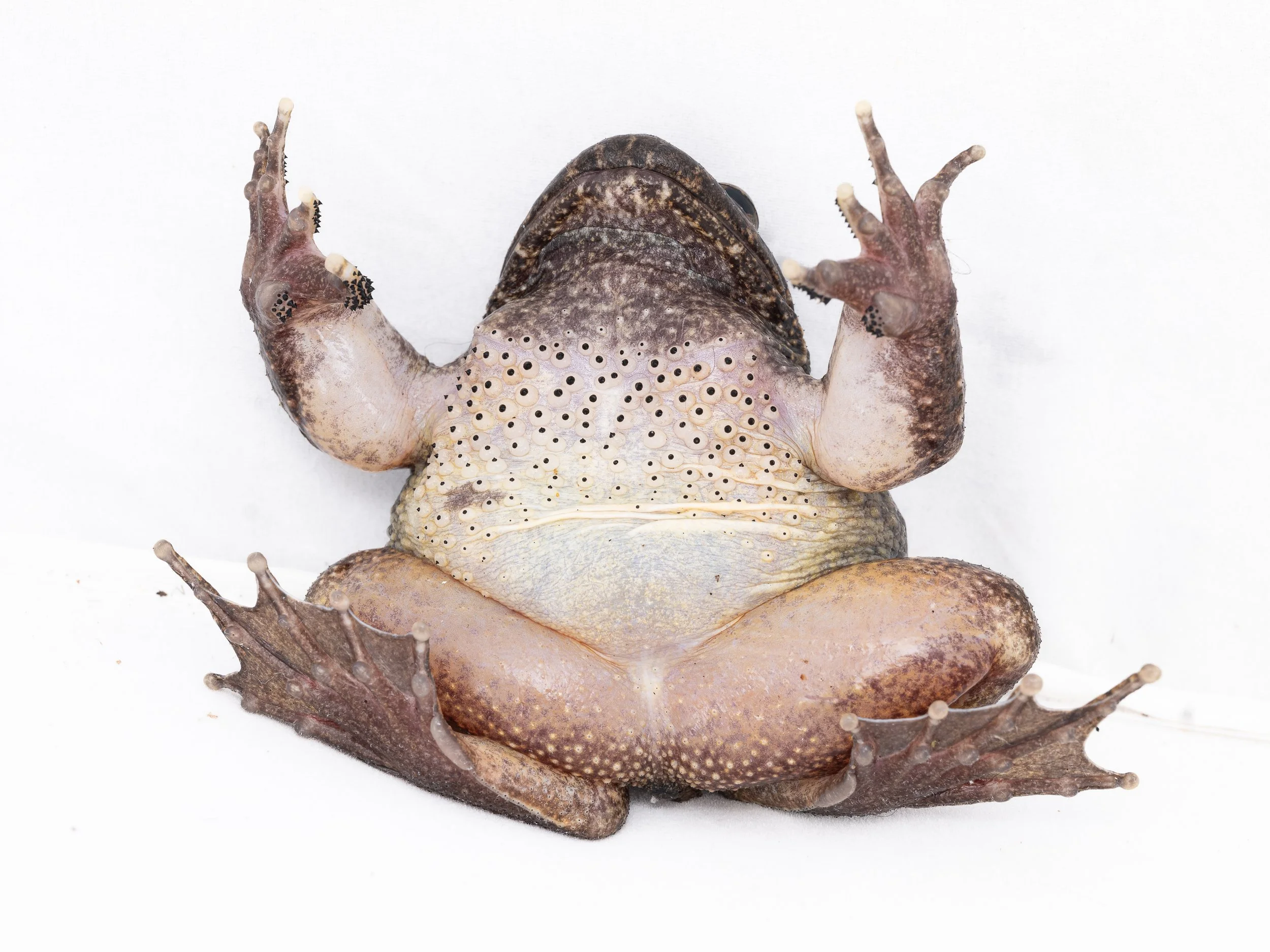 Lesser-spiny frog - Quasipaa exsilispinosa