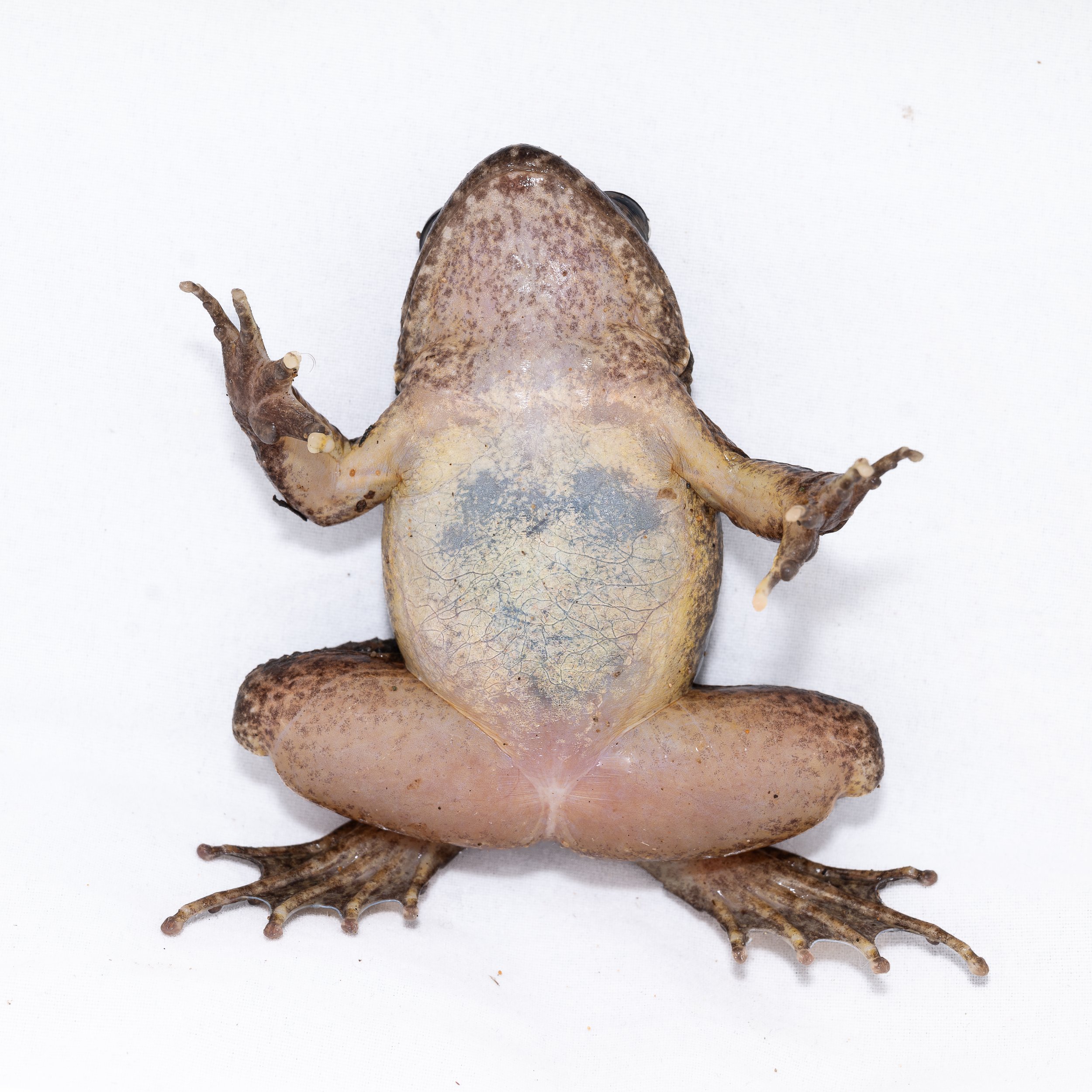 Lesser-spiny frog - Quasipaa exsilispinosa