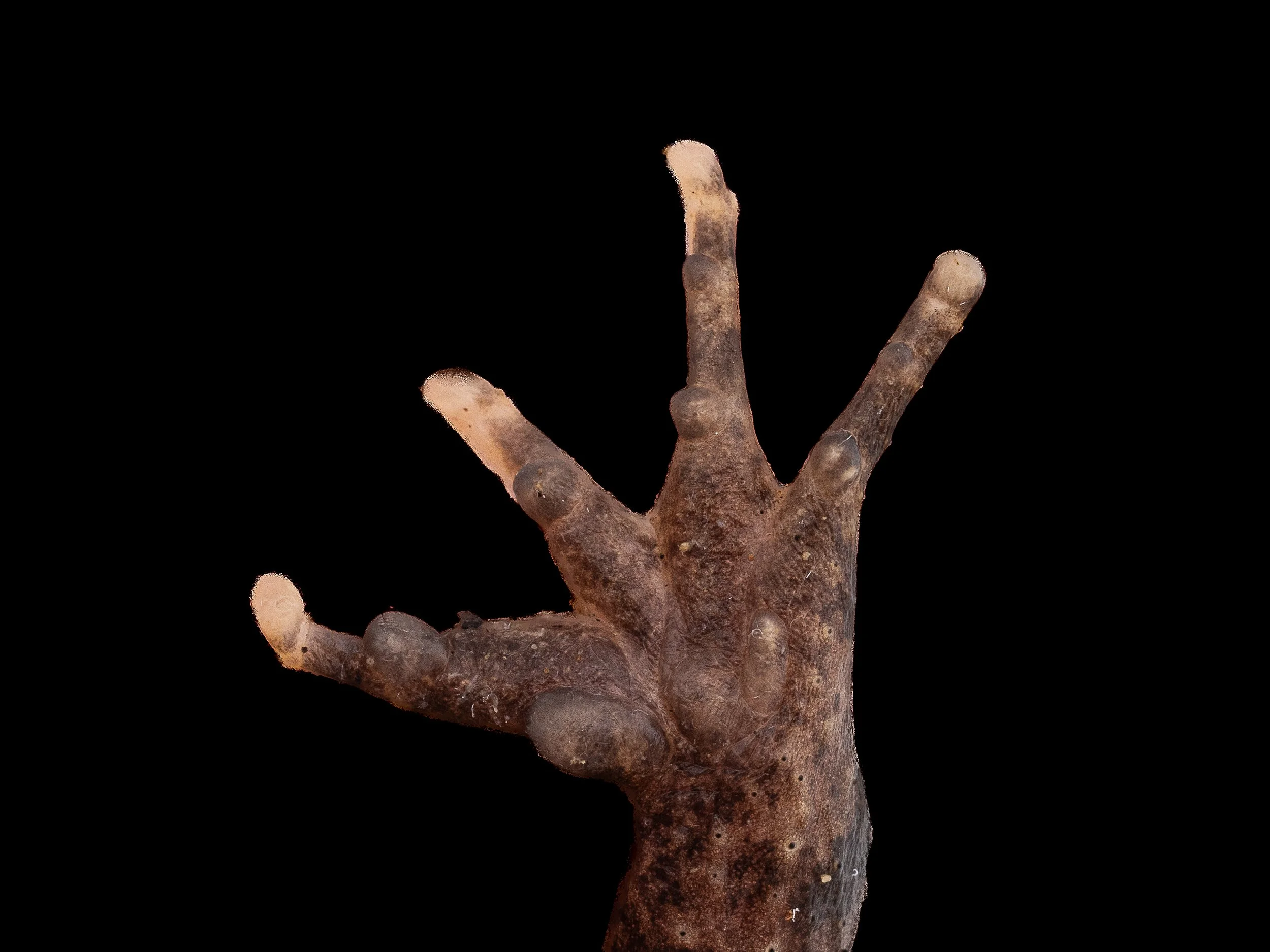 Lesser-spiny frog - Quasipaa exsilispinosa