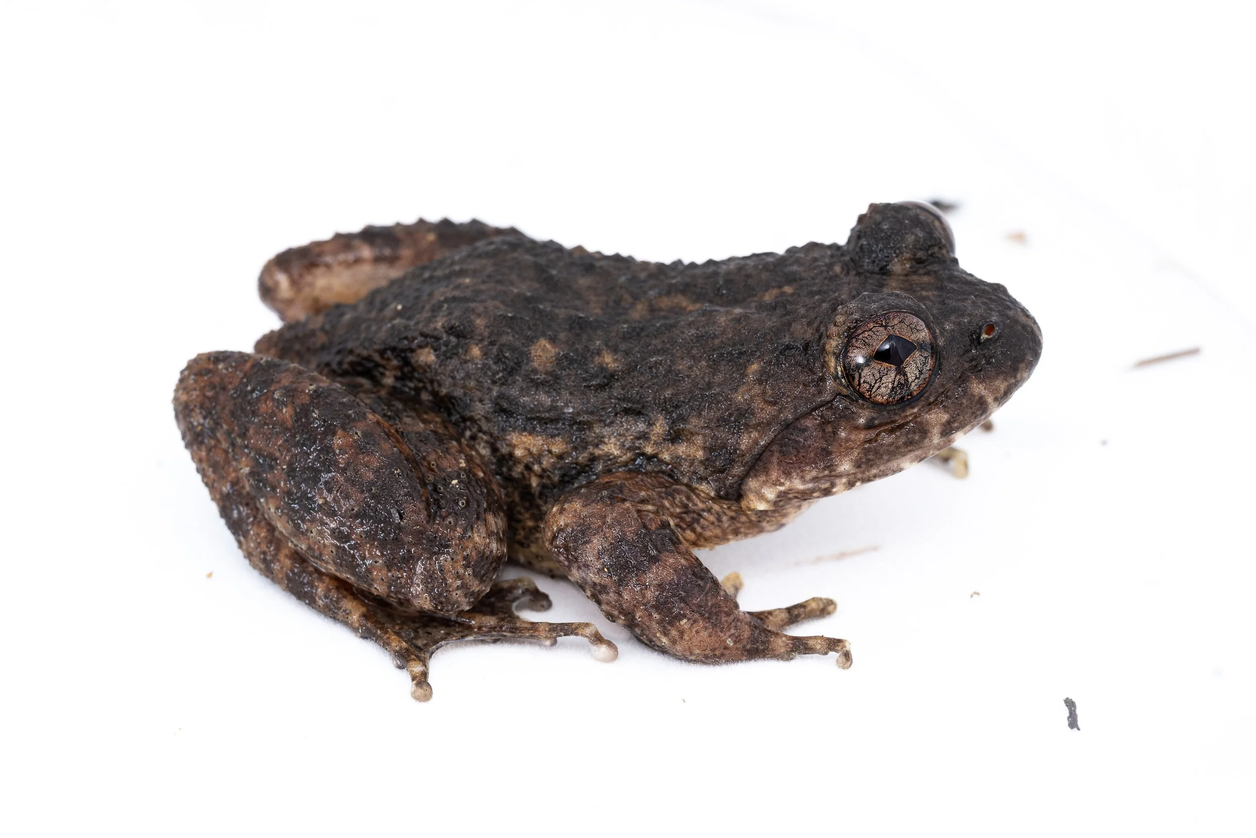 Lesser-spiny frog - Quasipaa exsilispinosa