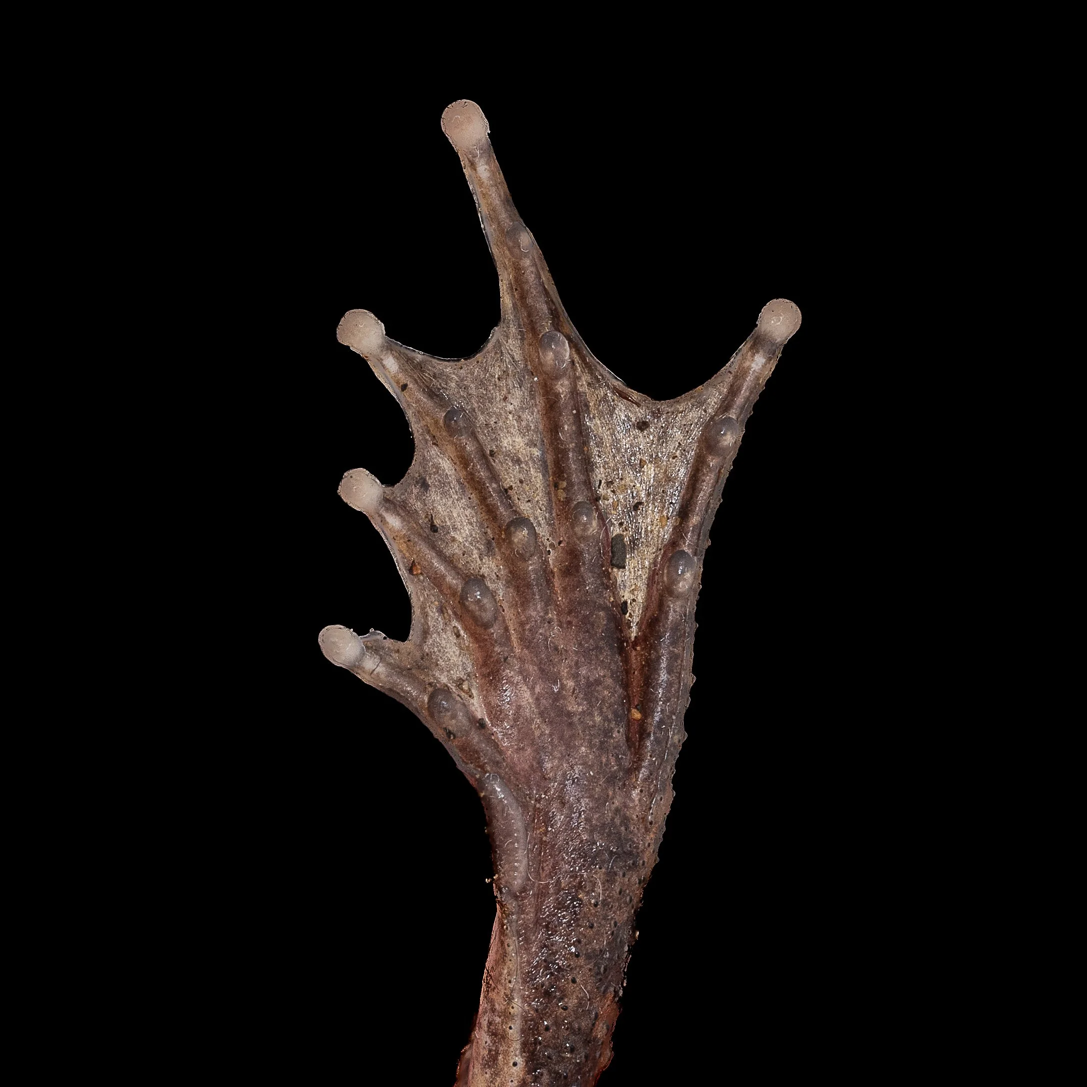 Lesser-spiny frog - Quasipaa exsilispinosa