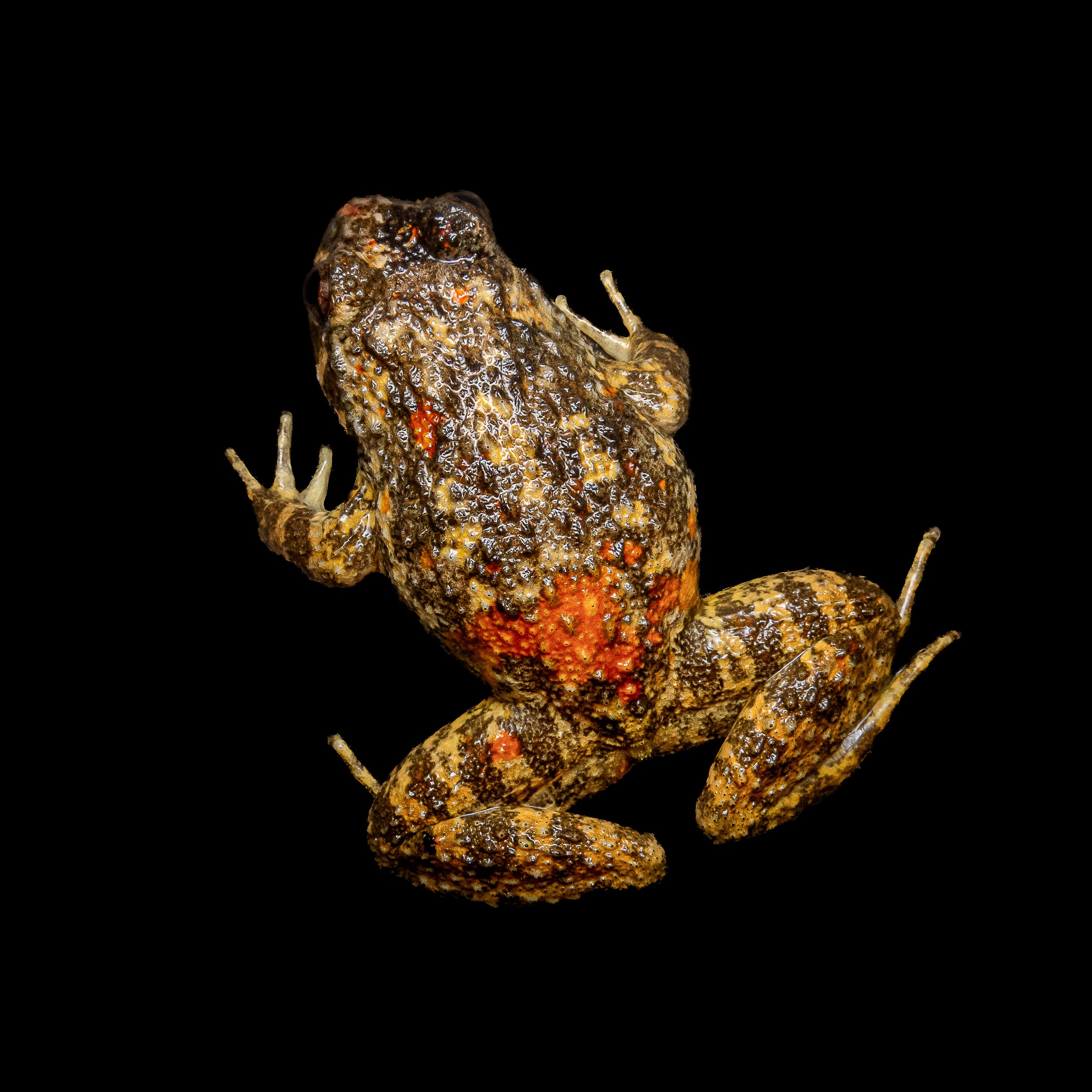 lesser Spiny Frog.jpg