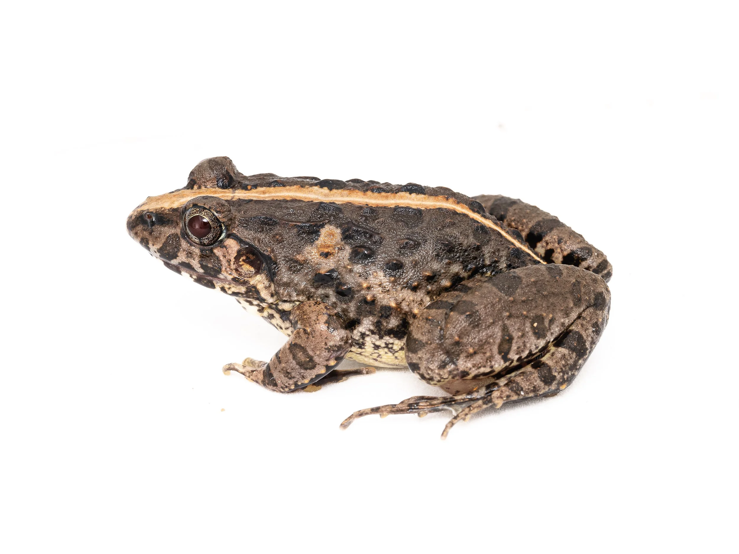 Paddy Frog - Fejervarya multistriata