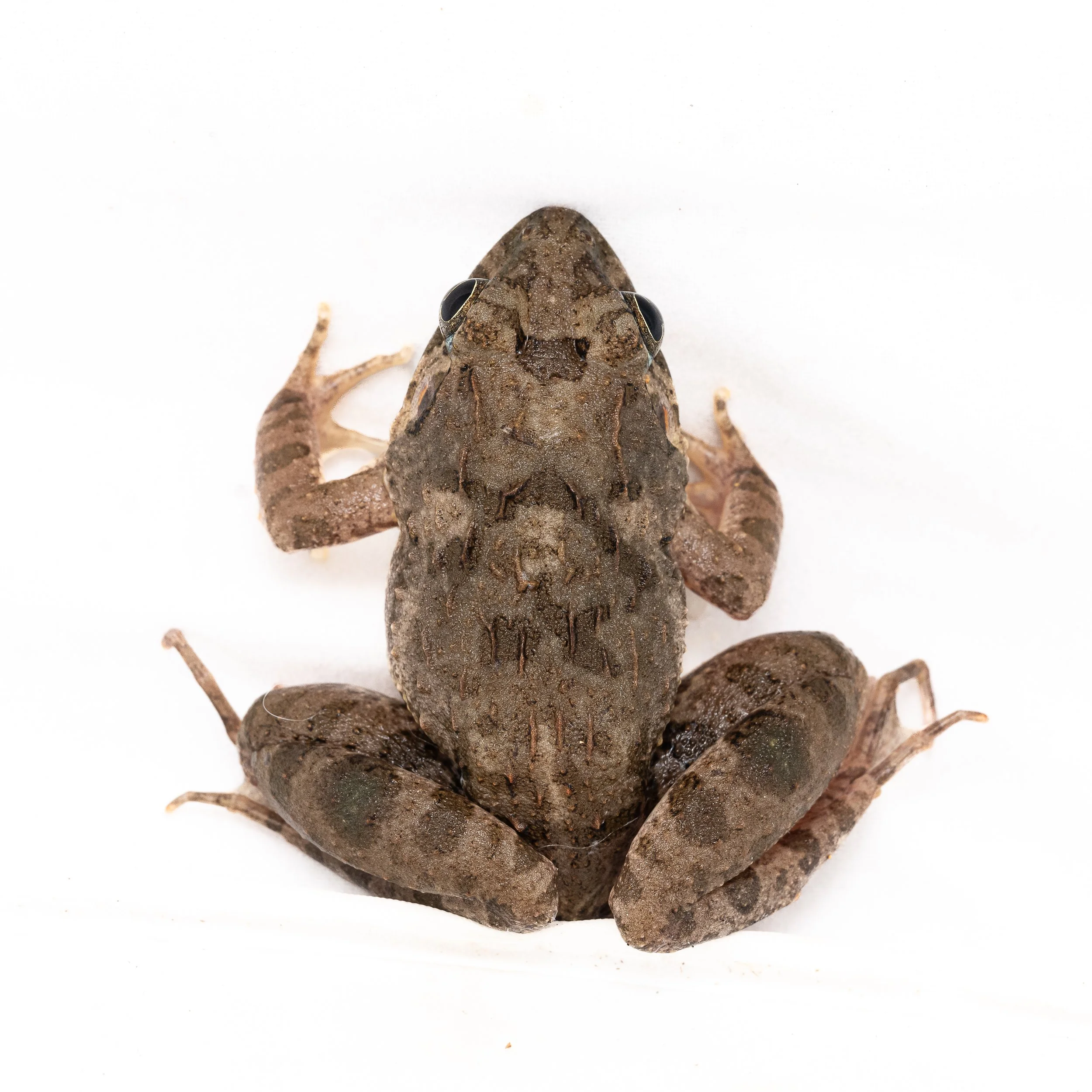 Paddy Frog - Fejervarya multistriata