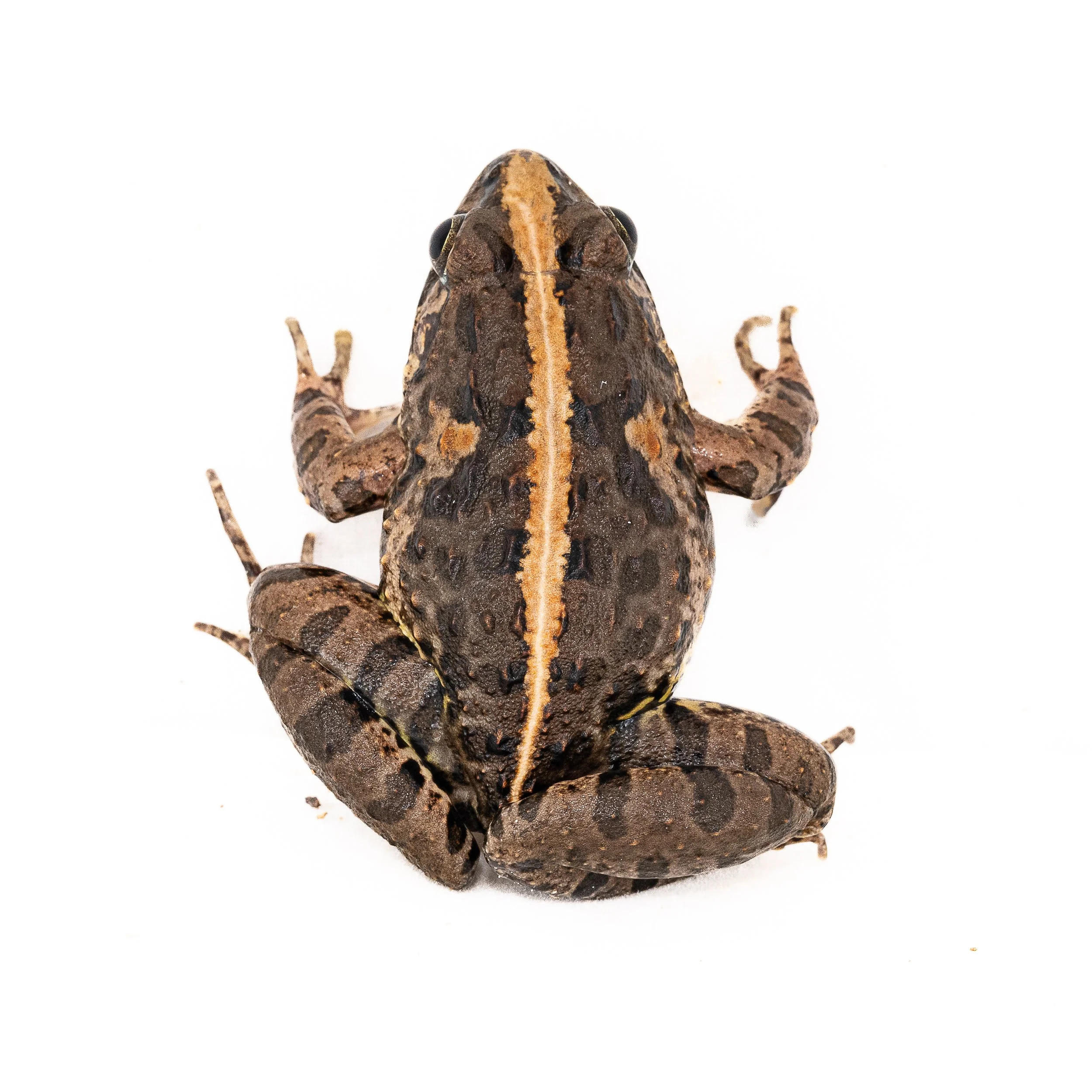 Paddy Frog - Fejervarya multistriata