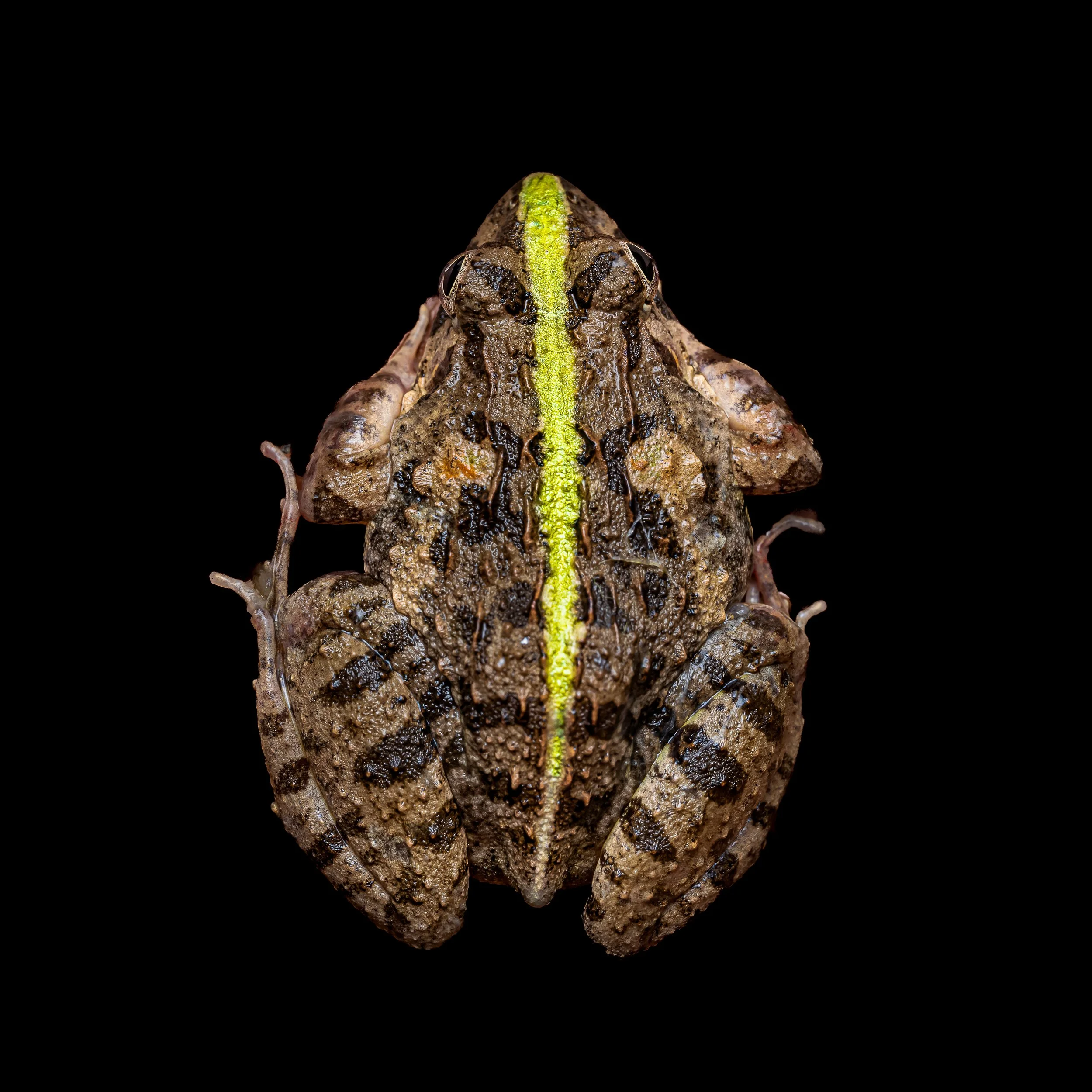 Paddy Frog - Fejervarya multistriata