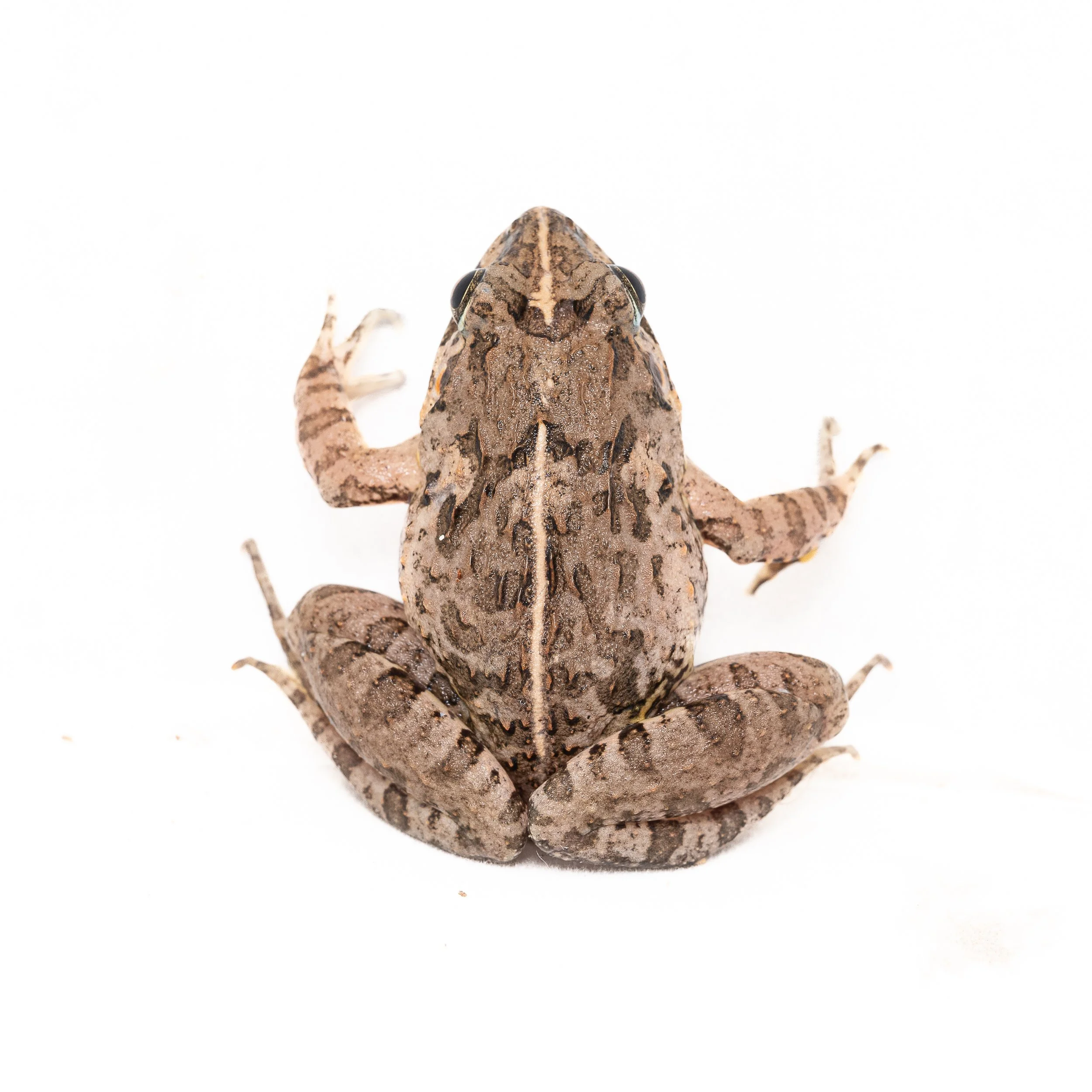 Paddy Frog - Fejervarya multistriata