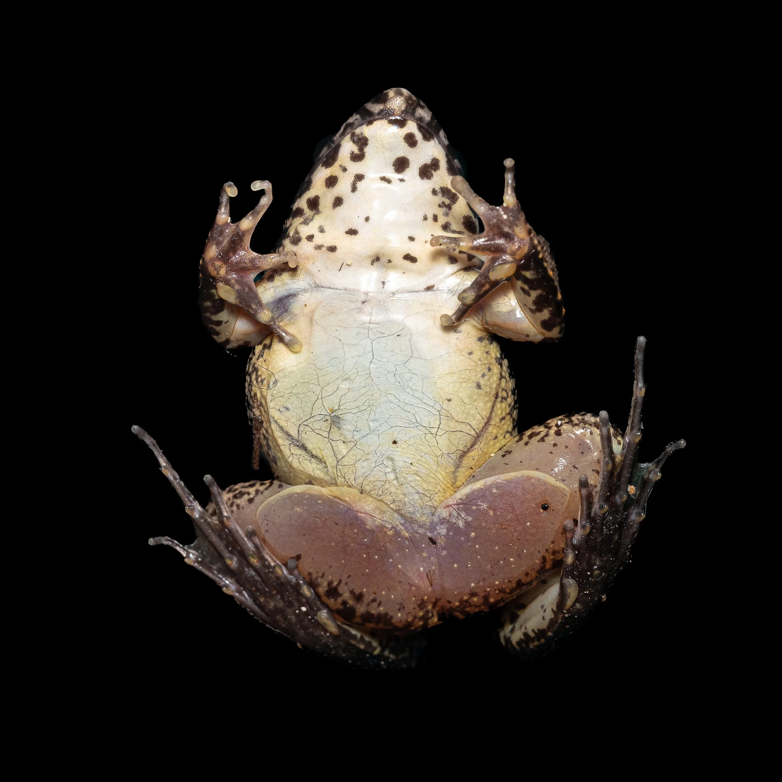 Paddy Frog - Fejervarya multistriata