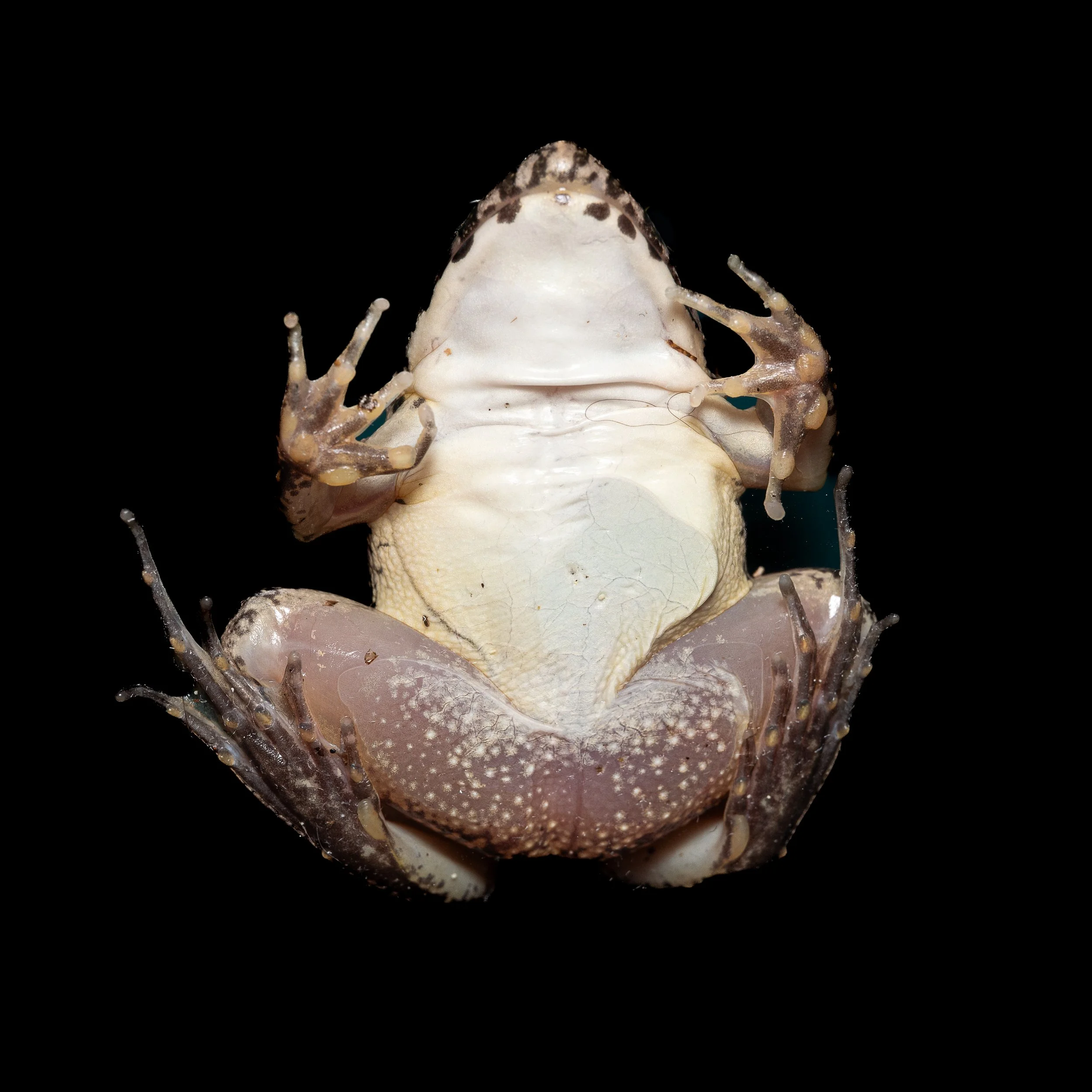 Paddy Frog - Fejervarya multistriata