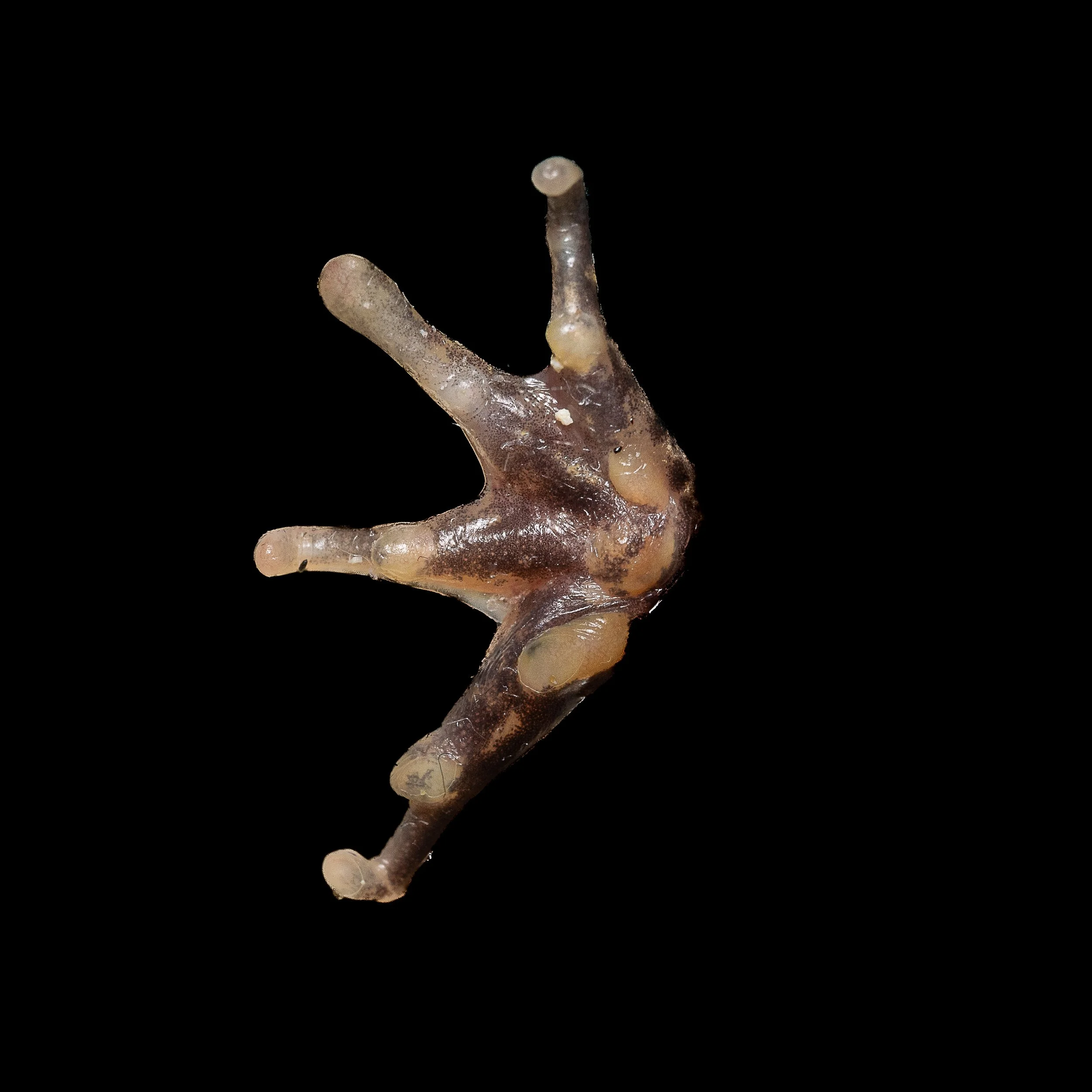 Paddy Frog - Fejervarya multistriata