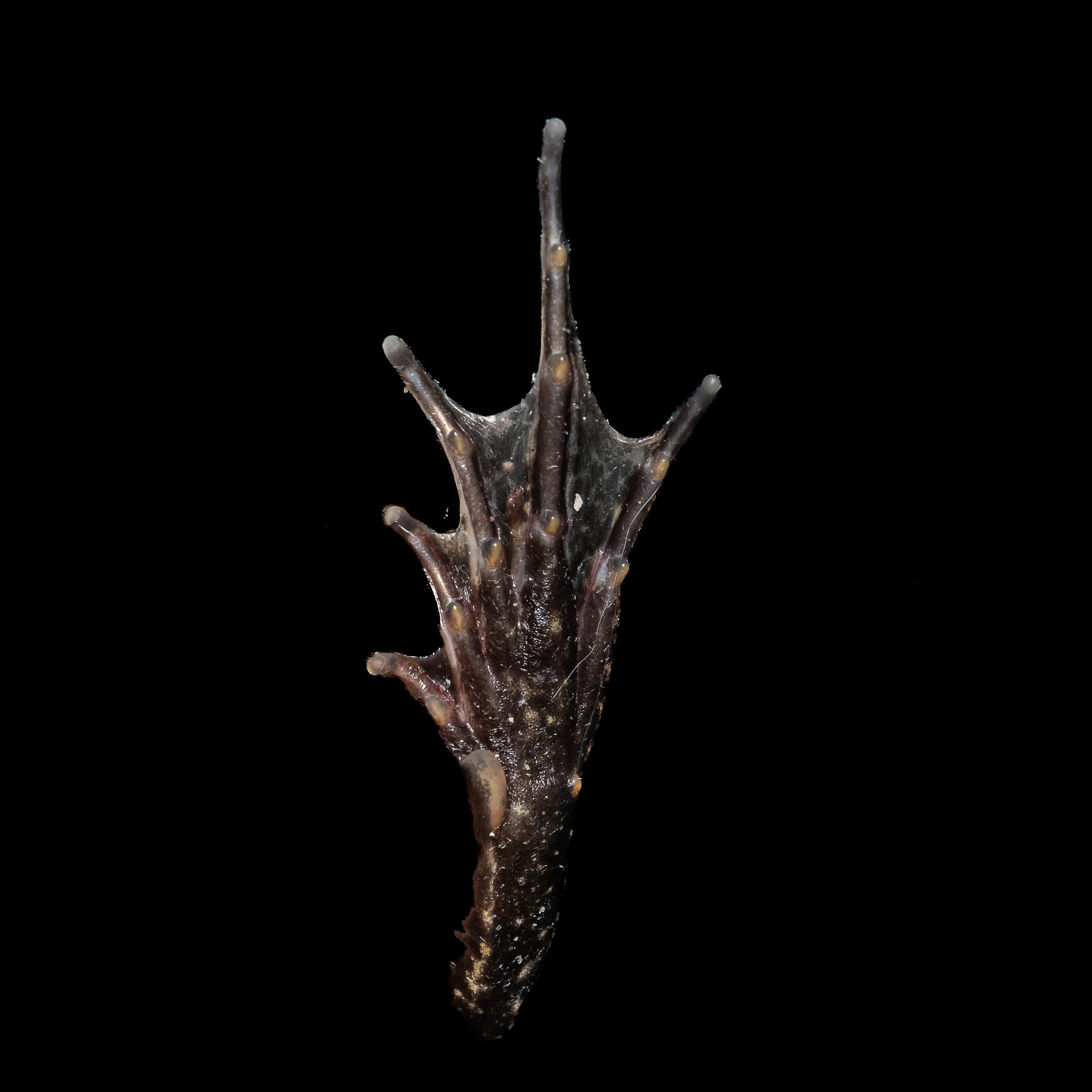 Paddy Frog - Fejervarya multistriata