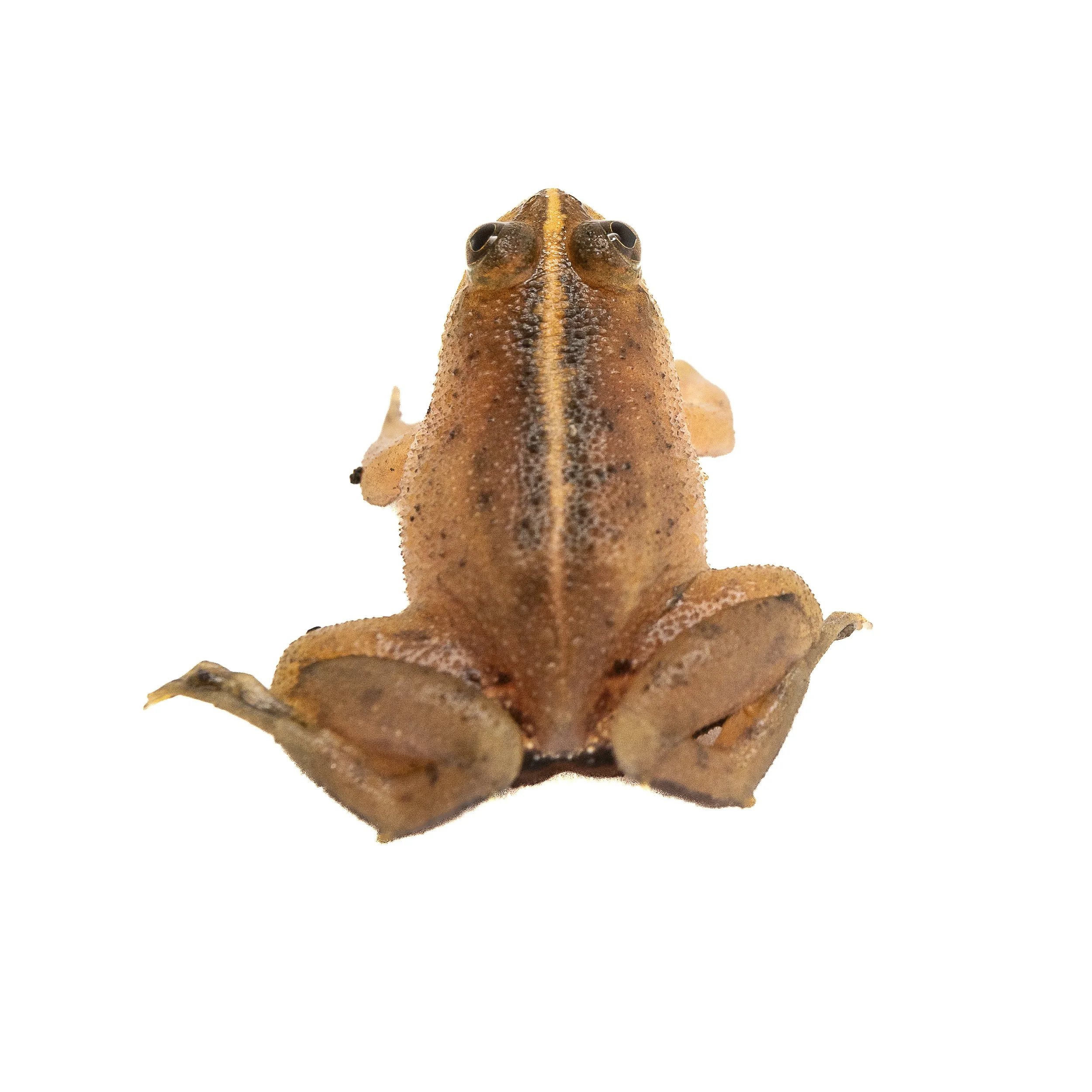 Floating Frog - Occidozyga lima