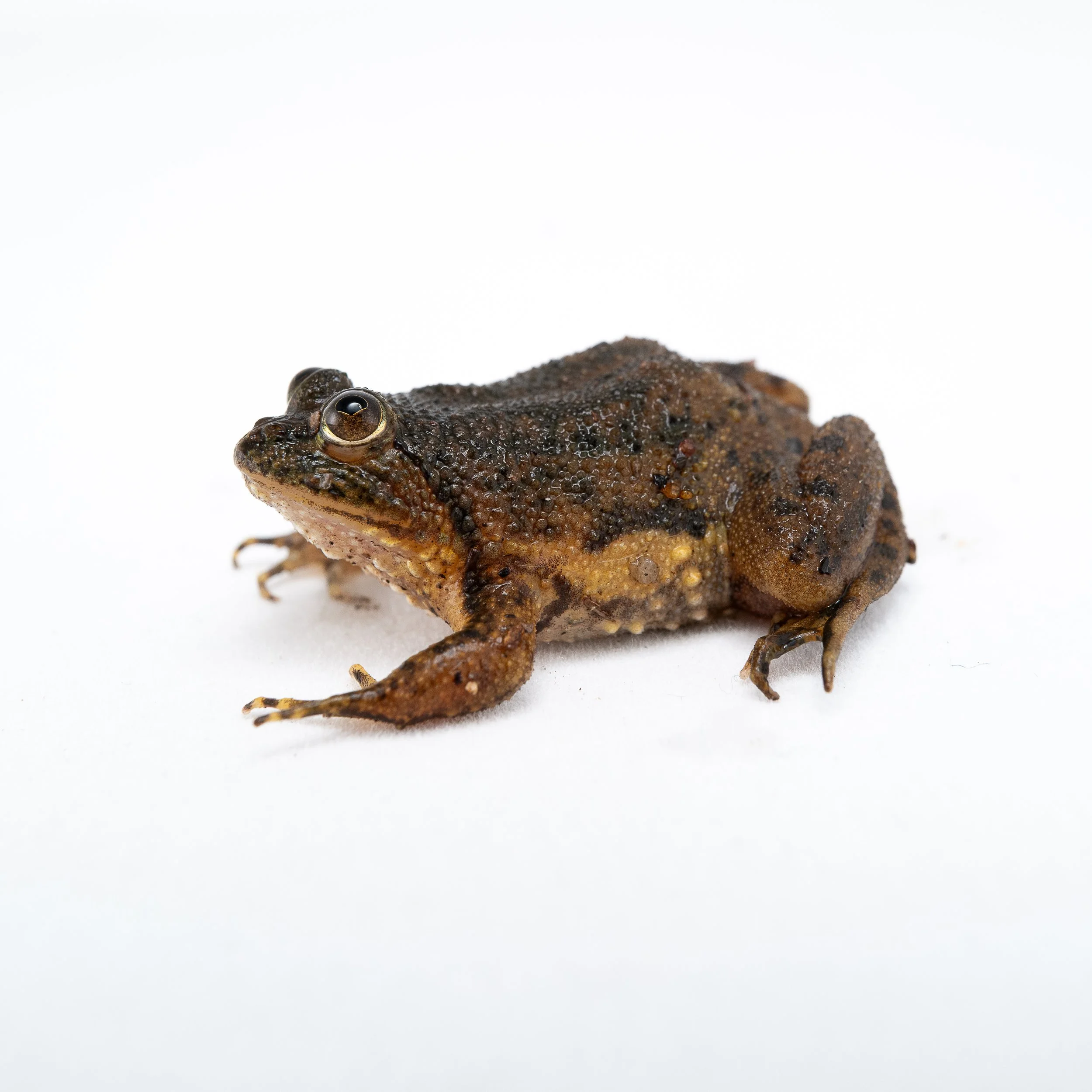 Floating Frog - Occidozyga lima