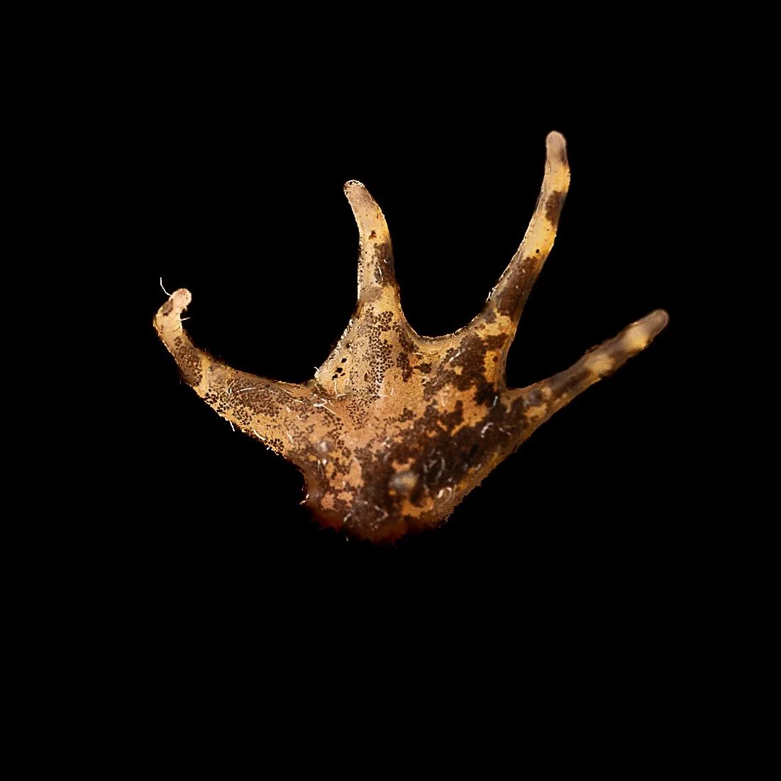 Floating Frog - Occidozyga lima