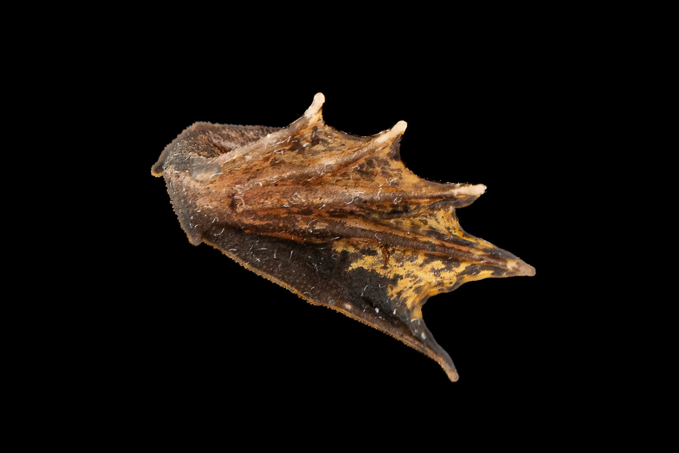 Floating Frog - Occidozyga lima