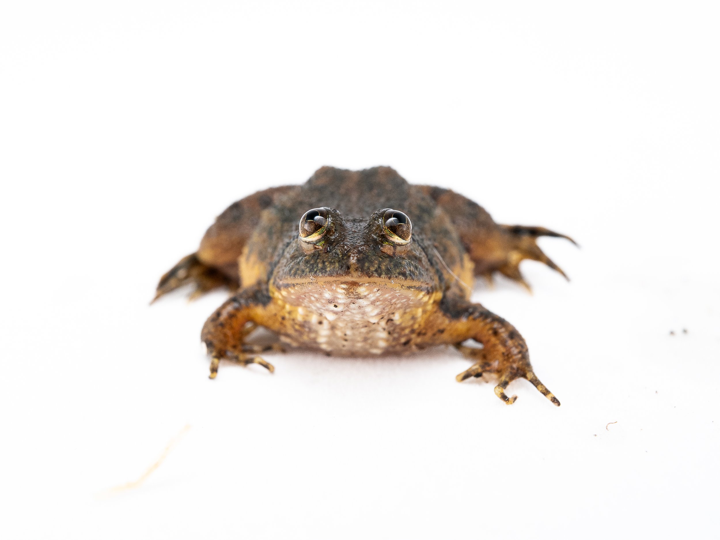 Floating Frog - Occidozyga lima
