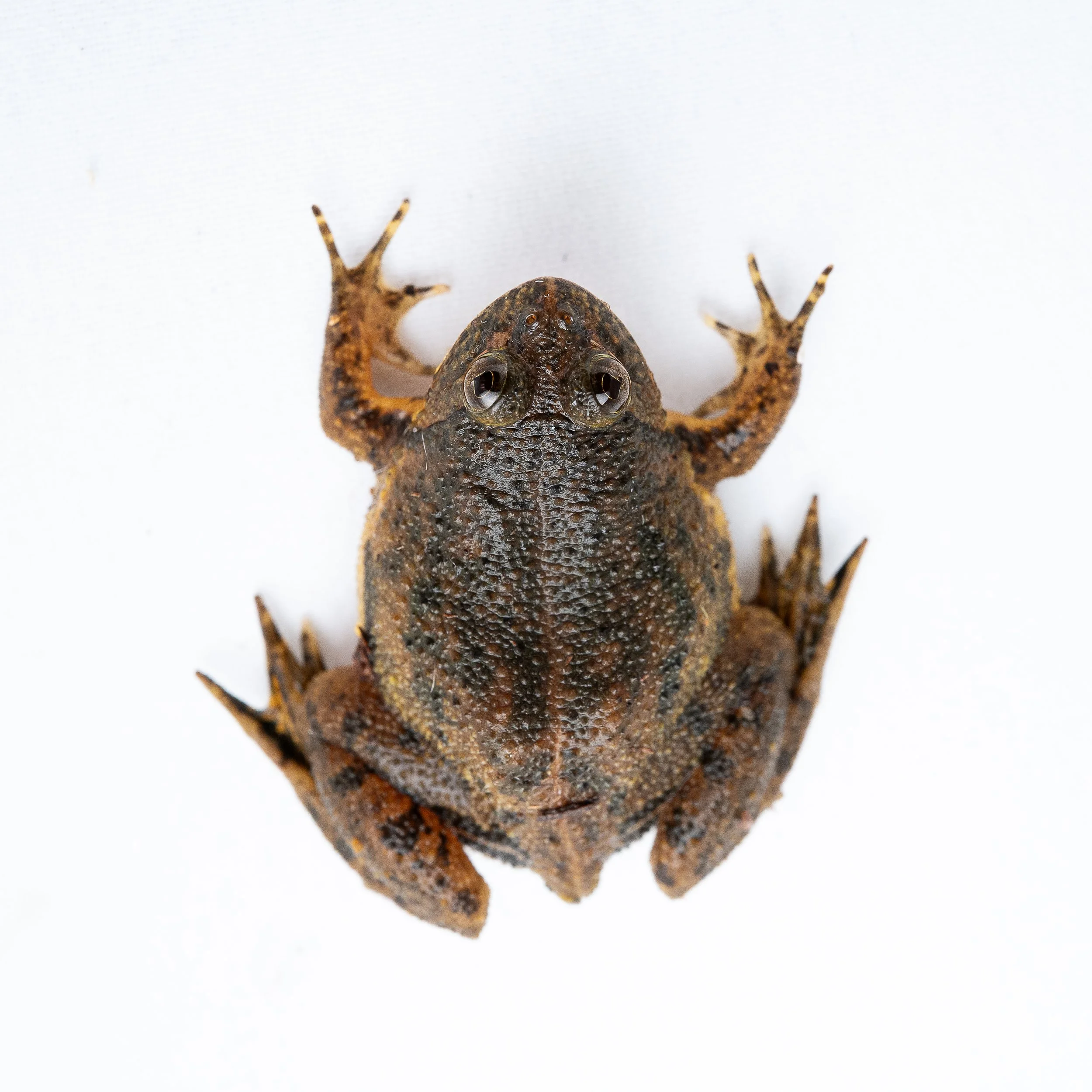 Floating Frog - Occidozyga lima