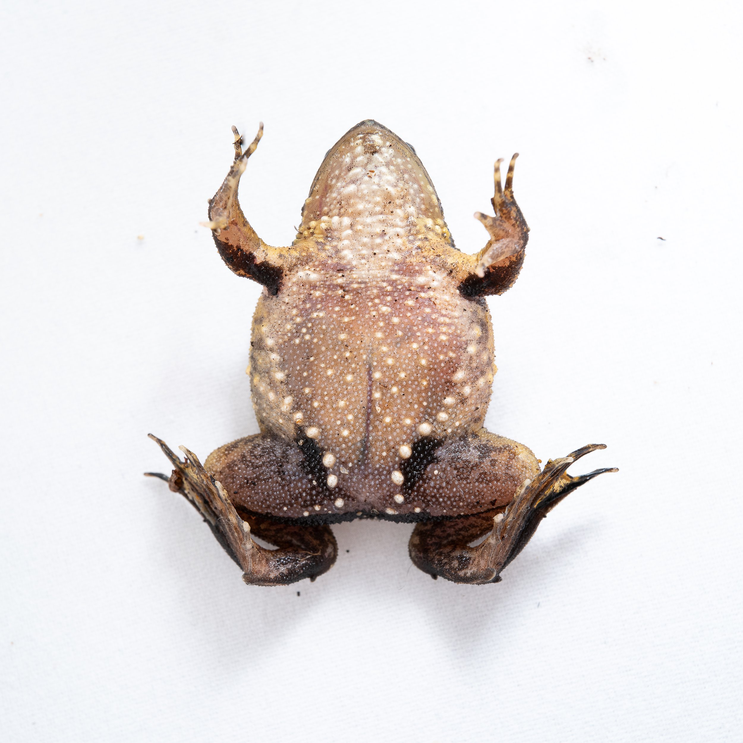 Floating Frog - Occidozyga lima