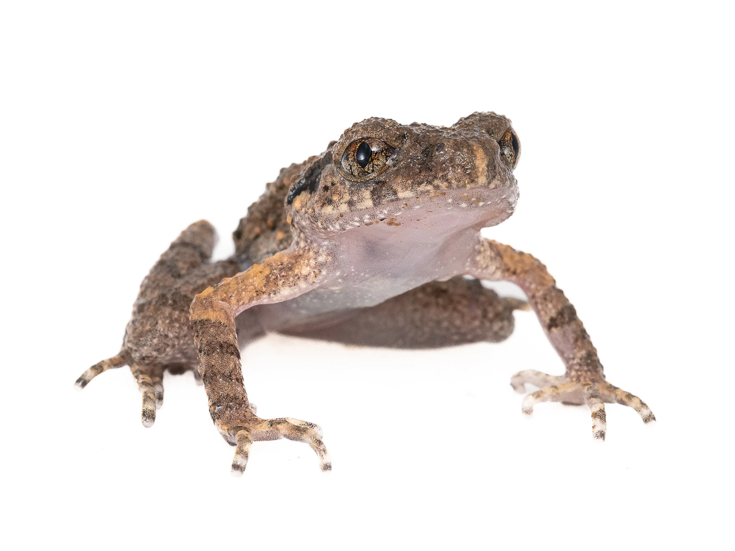 Lau's Leaf-litter Toad - Leptolalax laui