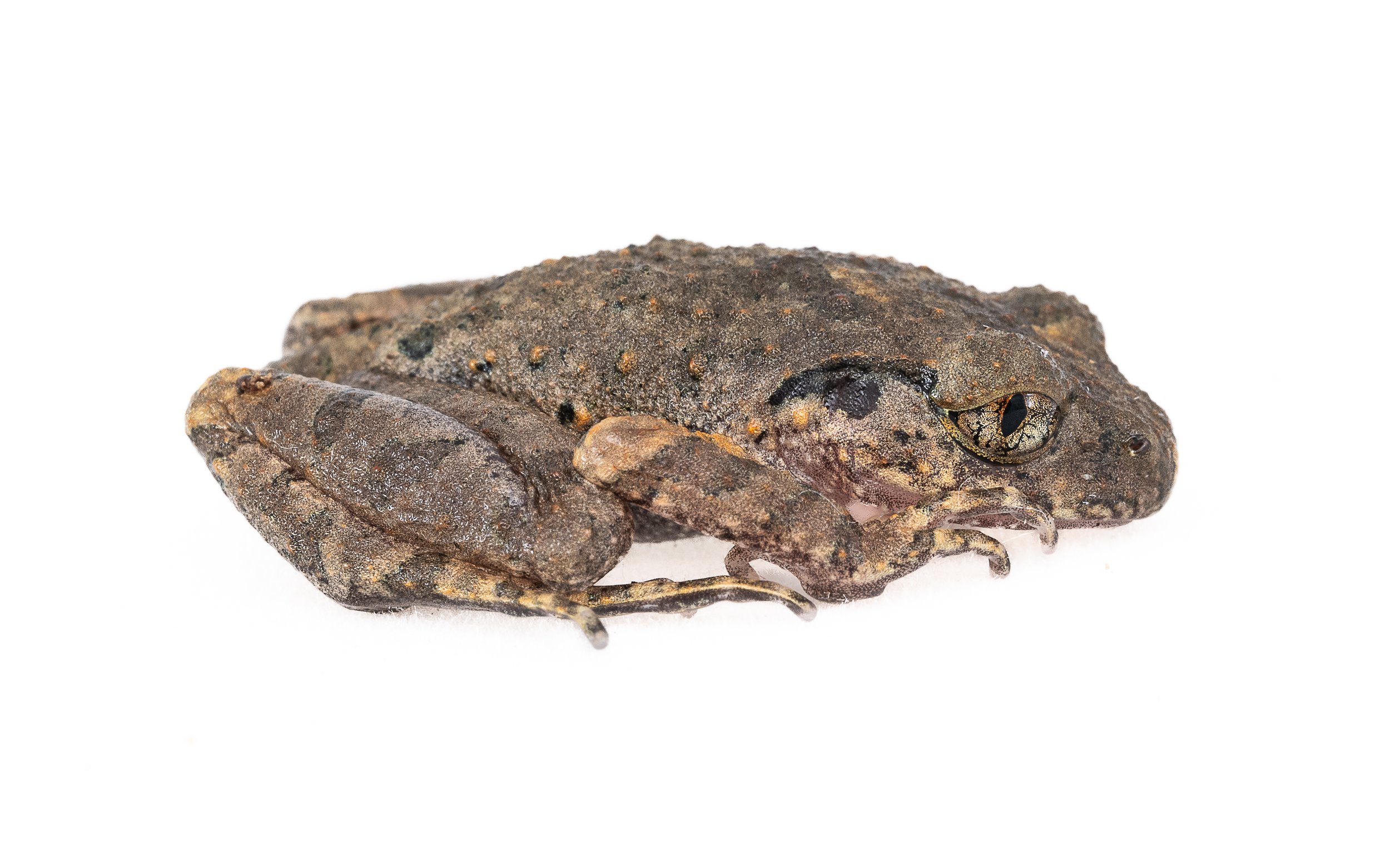 Lau's Leaf-litter Toad - Leptolalax laui