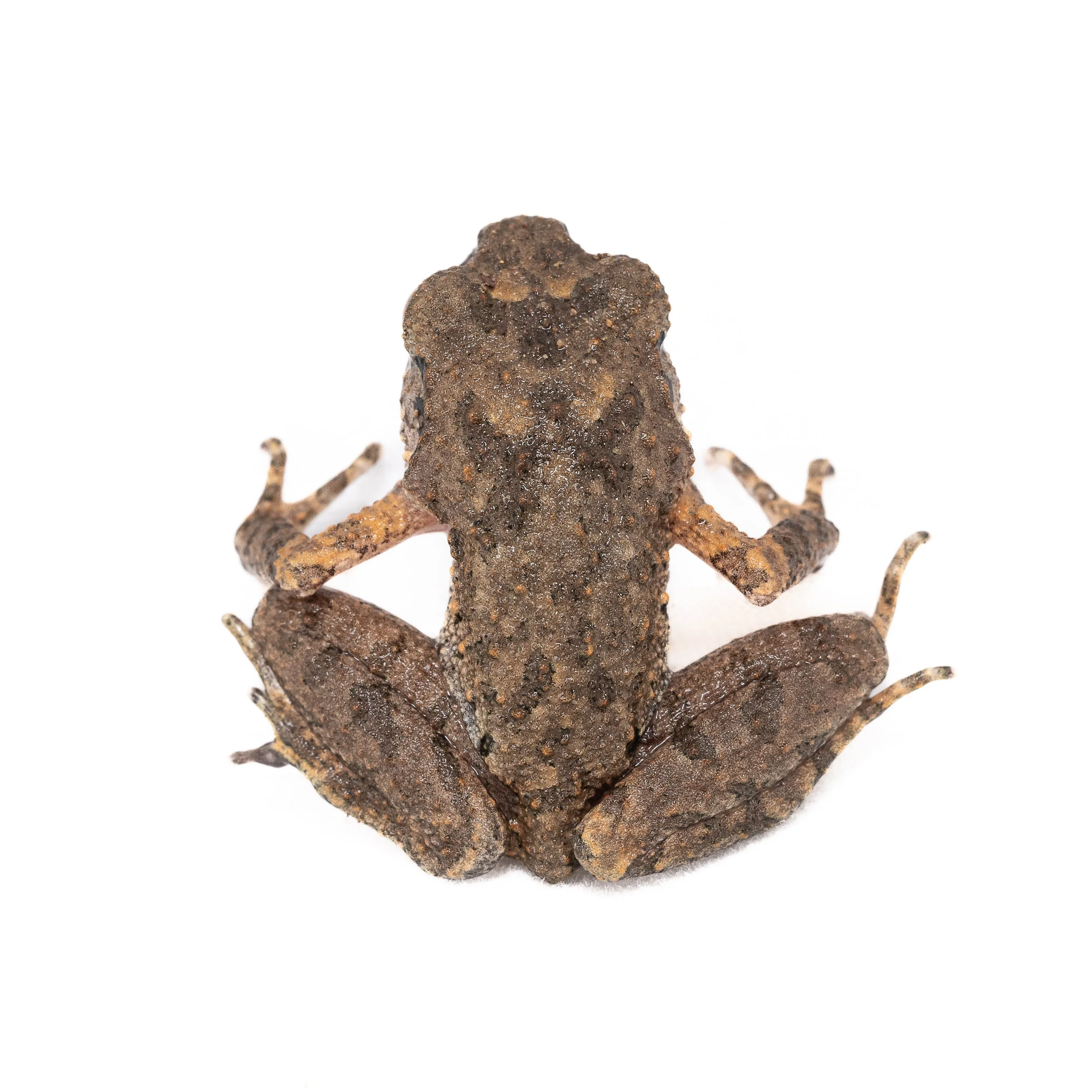 Lau's Leaf-litter Toad - Leptolalax laui