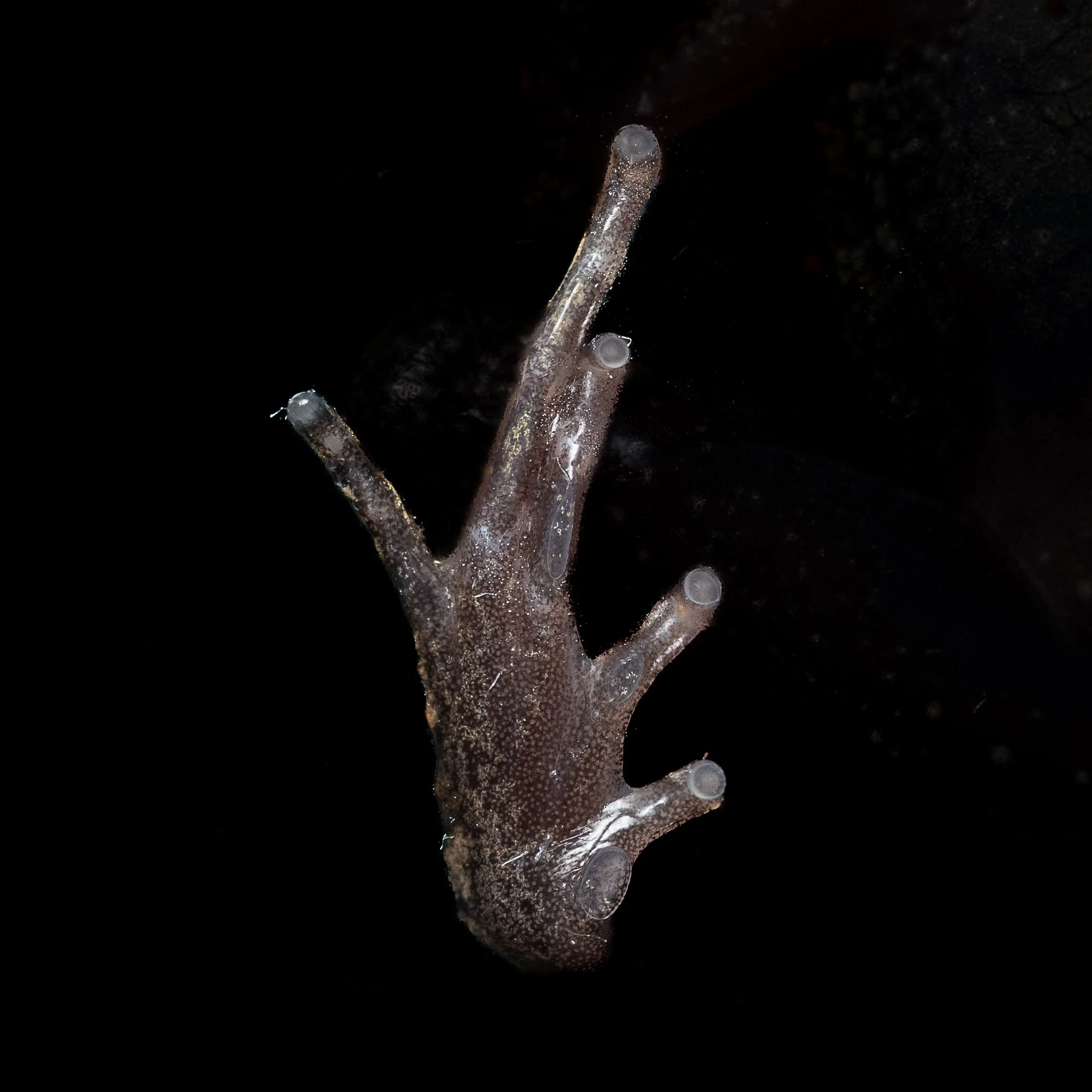 Lau's Leaf-litter Toad - Leptolalax laui