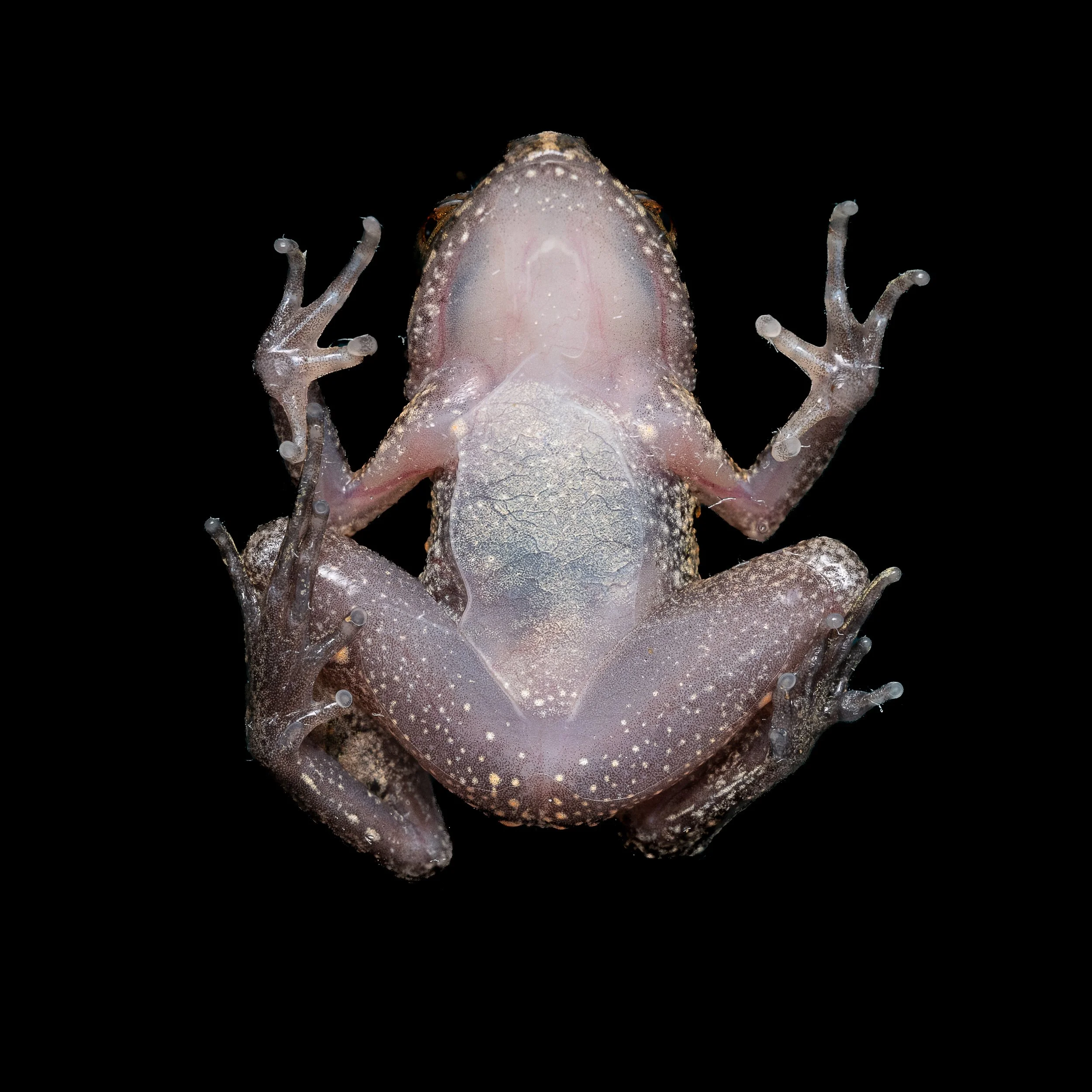 Lau's Leaf-litter Toad - Leptolalax laui