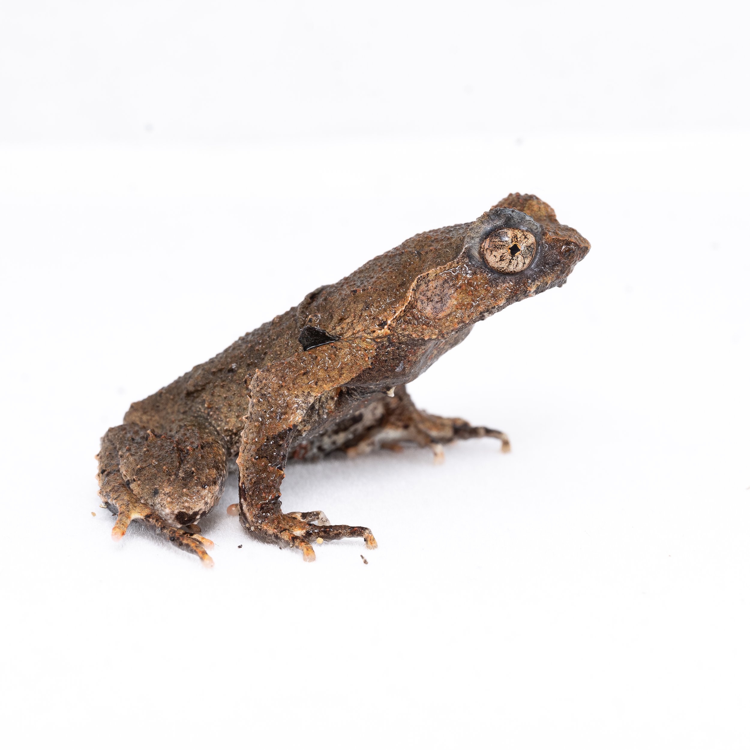 Short-legged Horned Frog - Boulenophrys brachykolos