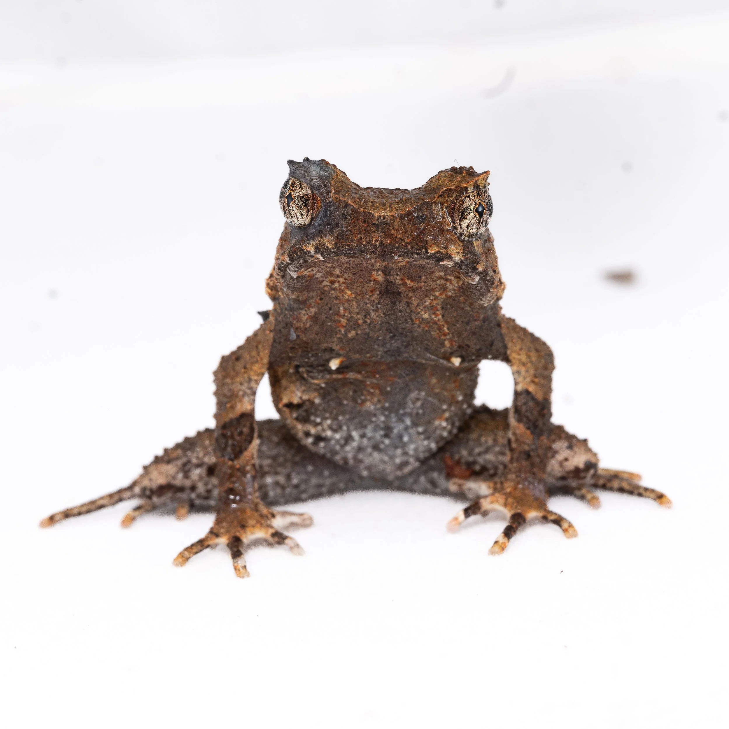 Short-legged Horned Frog - Boulenophrys brachykolos