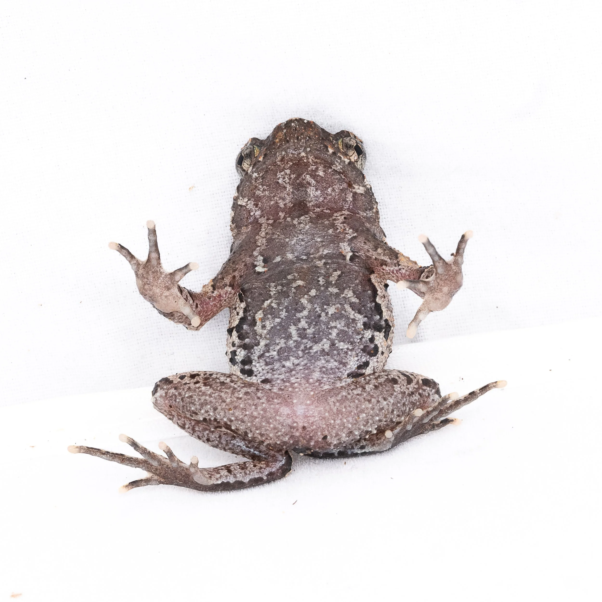 Short-legged Horned Frog - Boulenophrys brachykolos