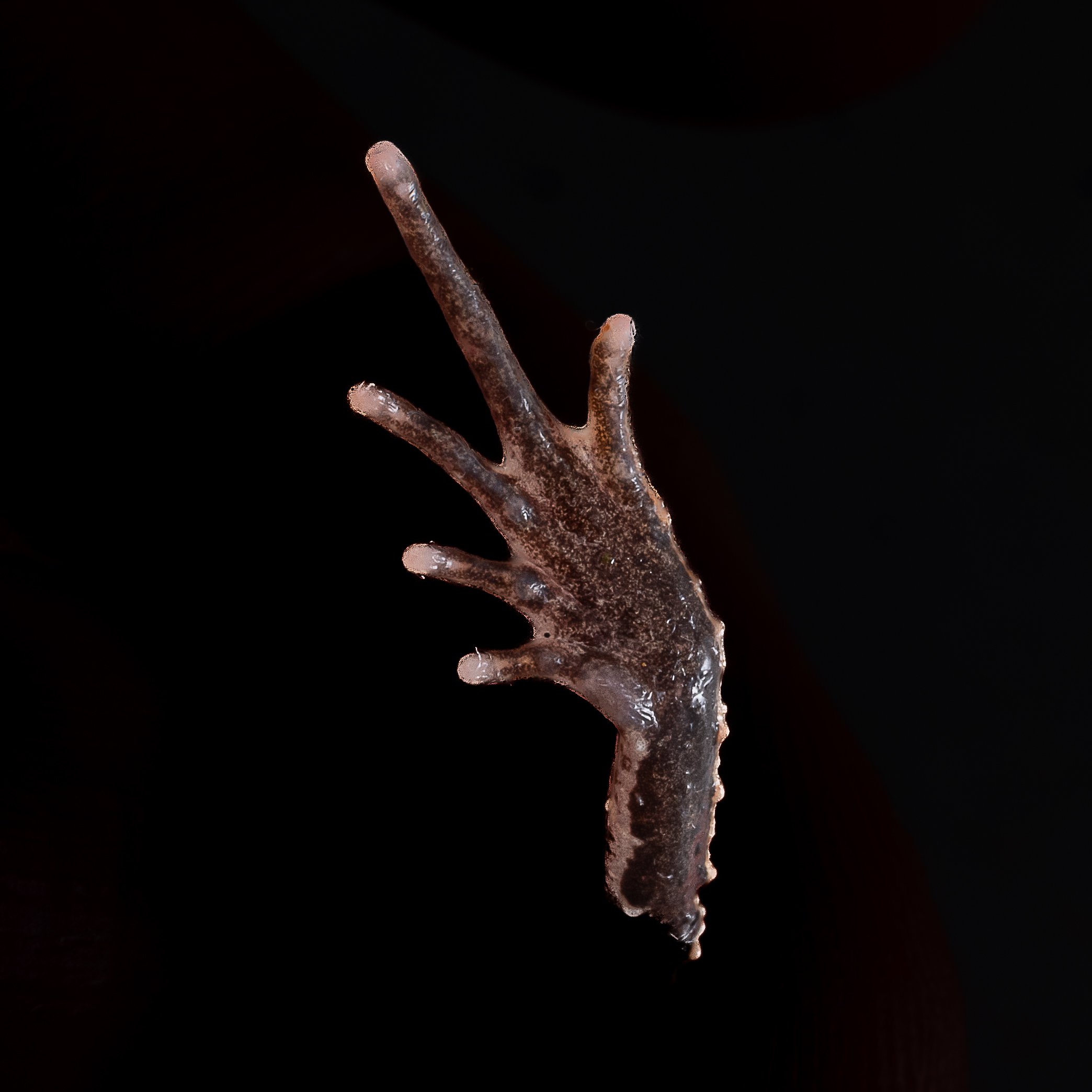 Short-legged Horned Frog - Boulenophrys brachykolos