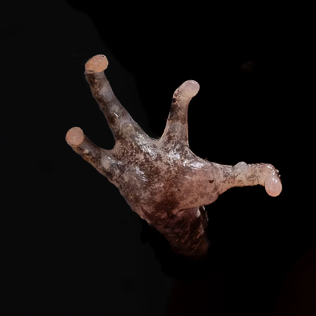 Short-legged Horned Frog - Boulenophrys brachykolos