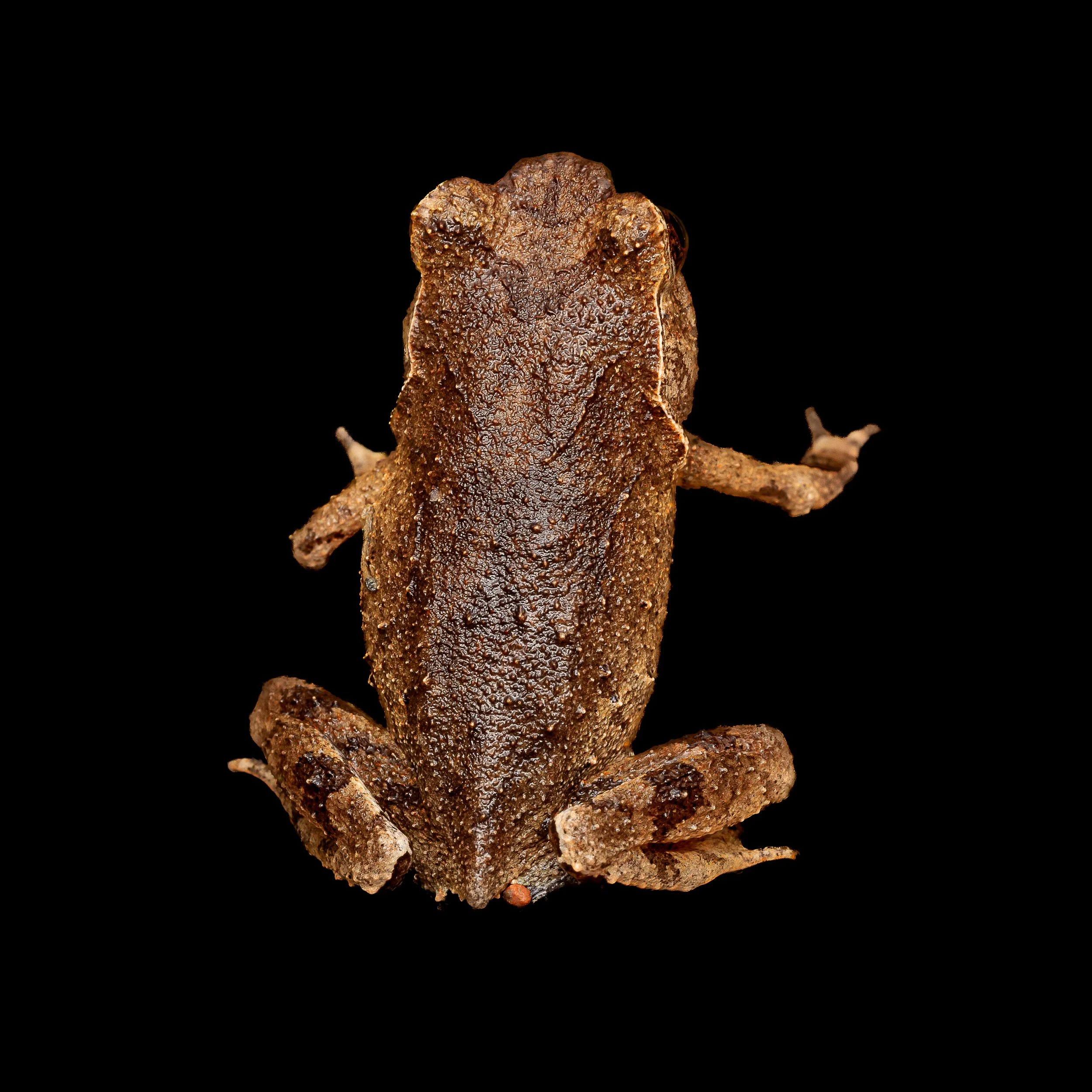 Short-legged Horned Frog - Boulenophrys brachykolos