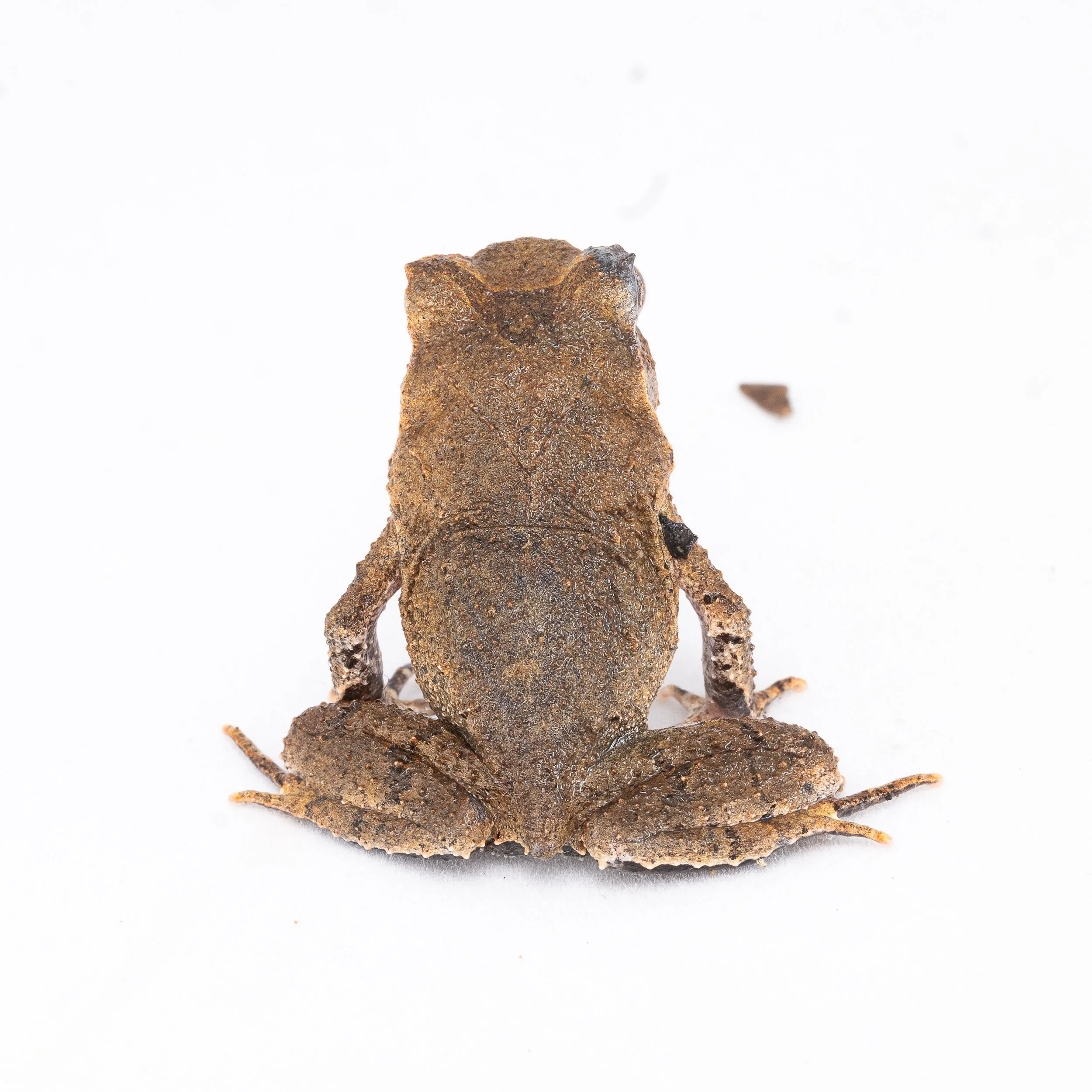 Short-legged Horned Frog - Boulenophrys brachykolos
