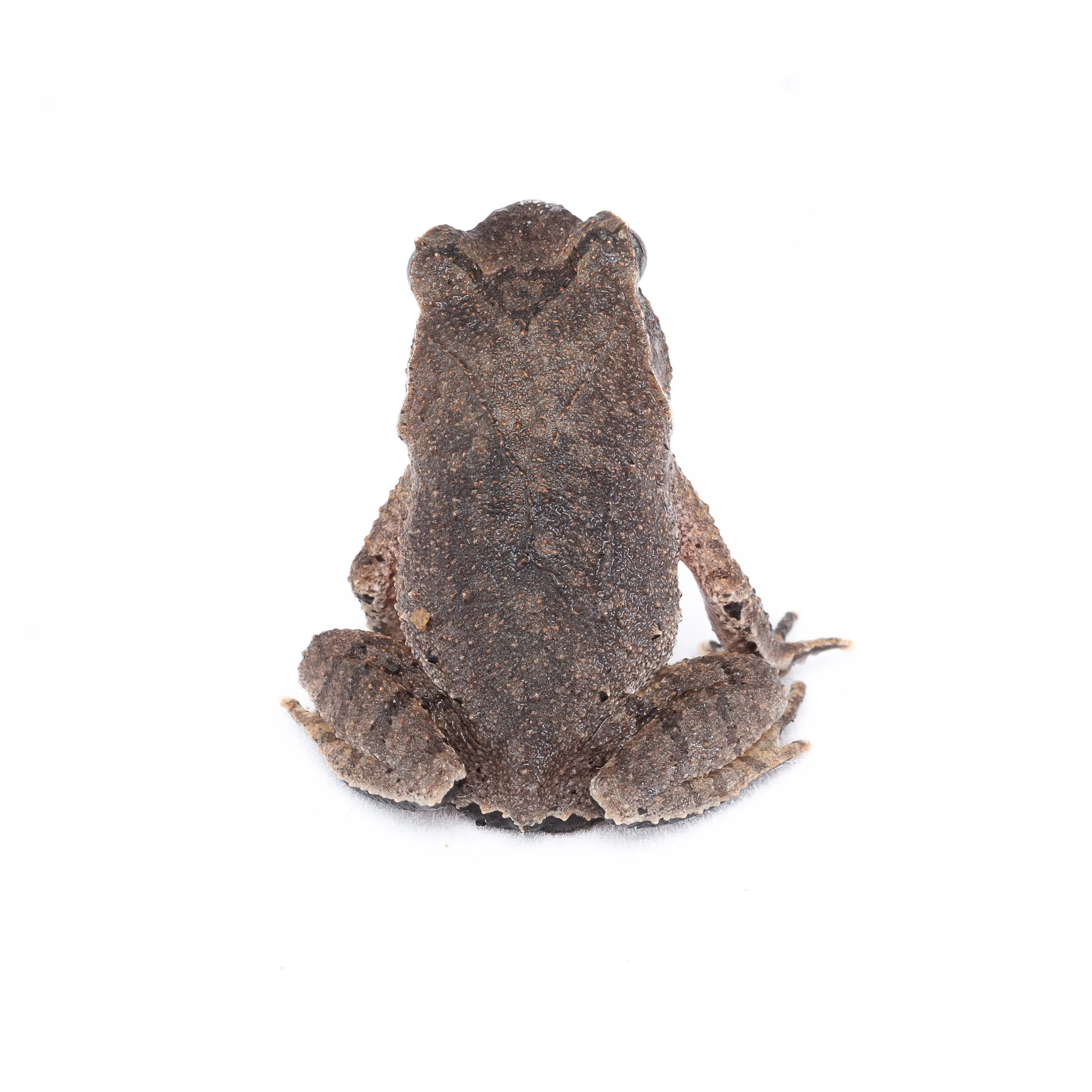 Short-legged Horned Frog - Boulenophrys brachykolos