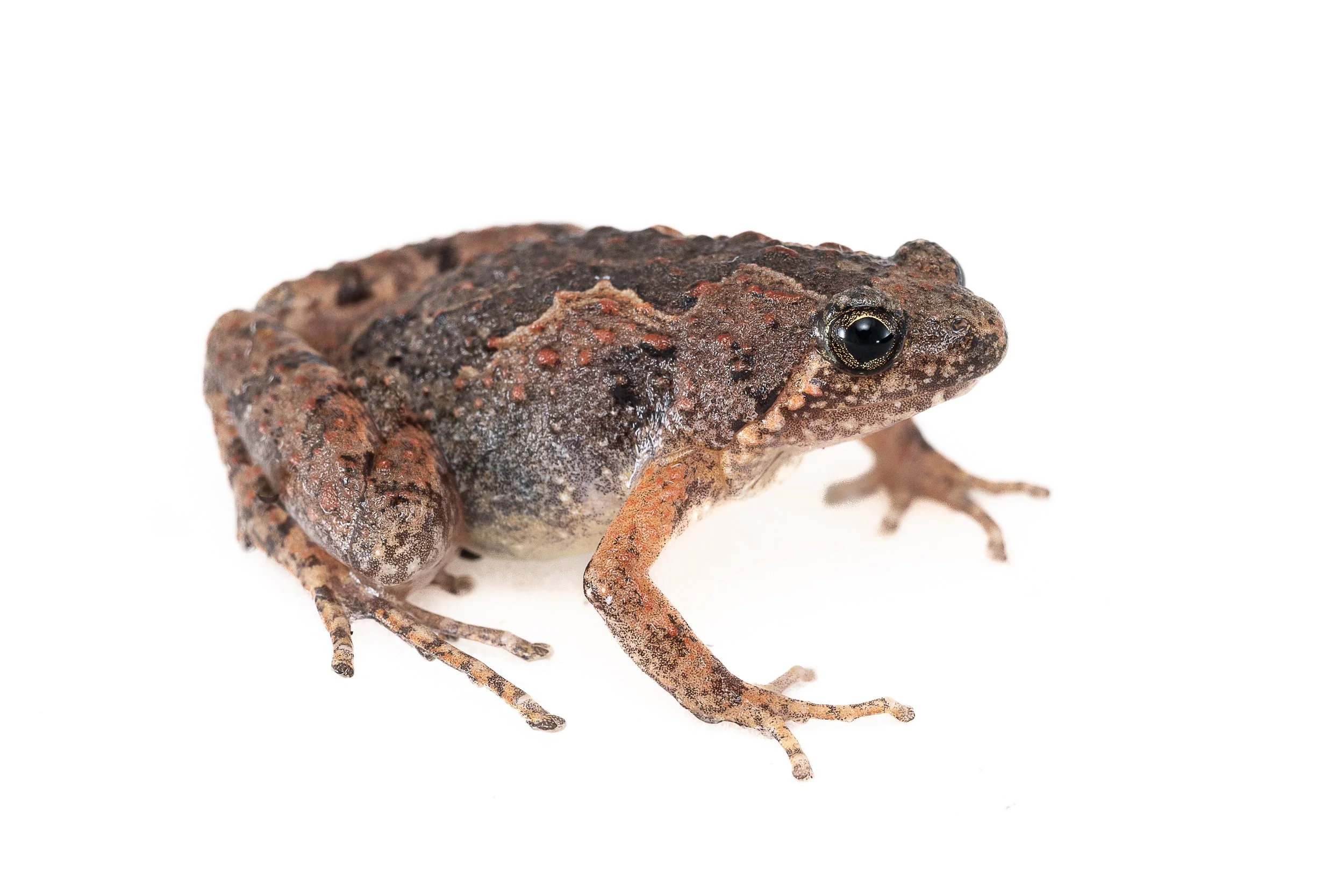 Butler's Pigmy Frog - Microhyla butleri