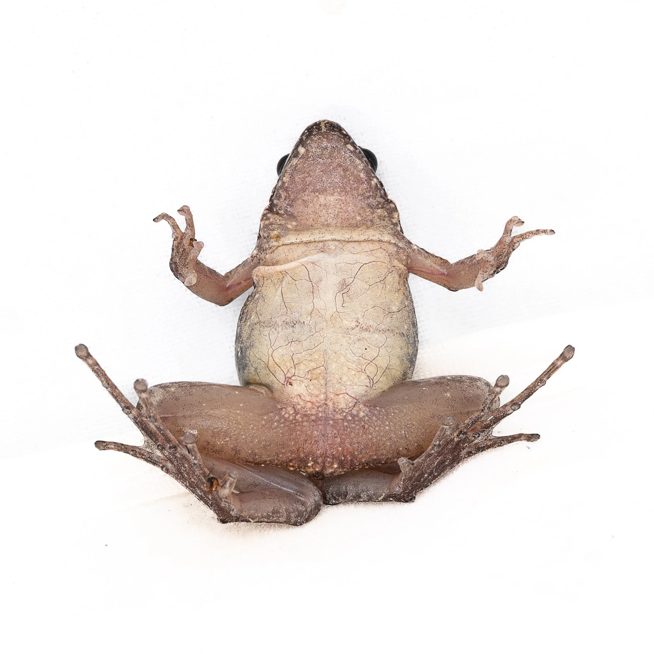 Butler's Pigmy Frog - Microhyla butleri