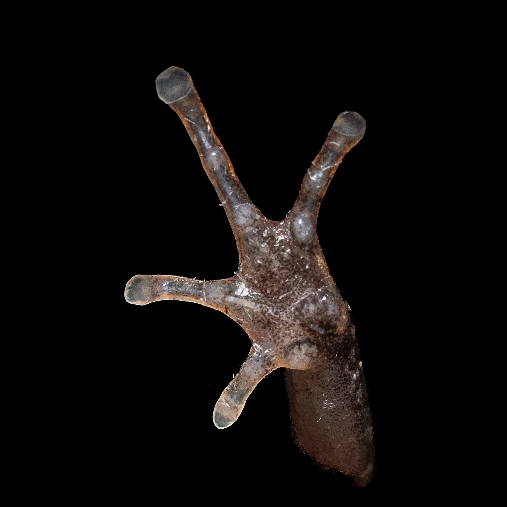 Butler's Pigmy Frog - Microhyla butleri