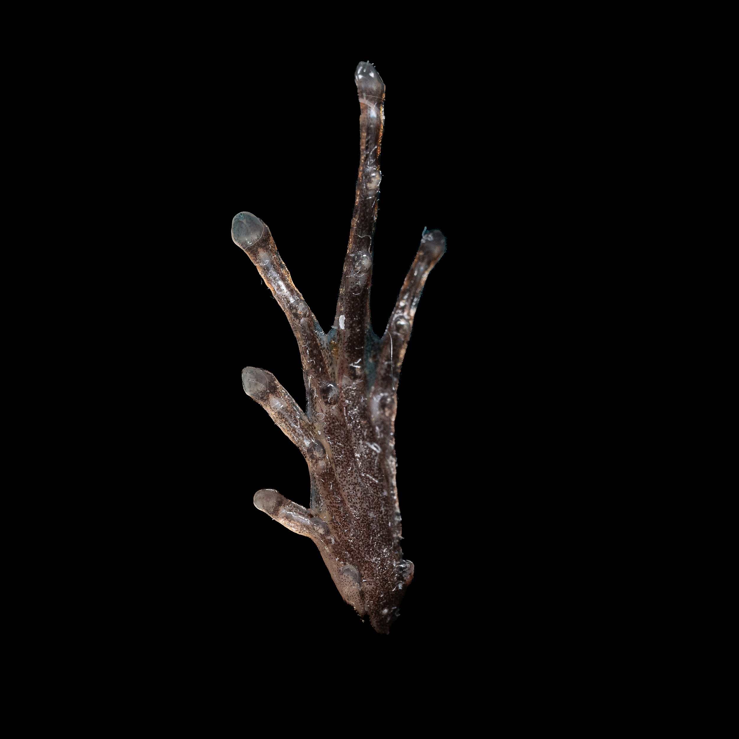 Butler's Pigmy Frog - Microhyla butleri