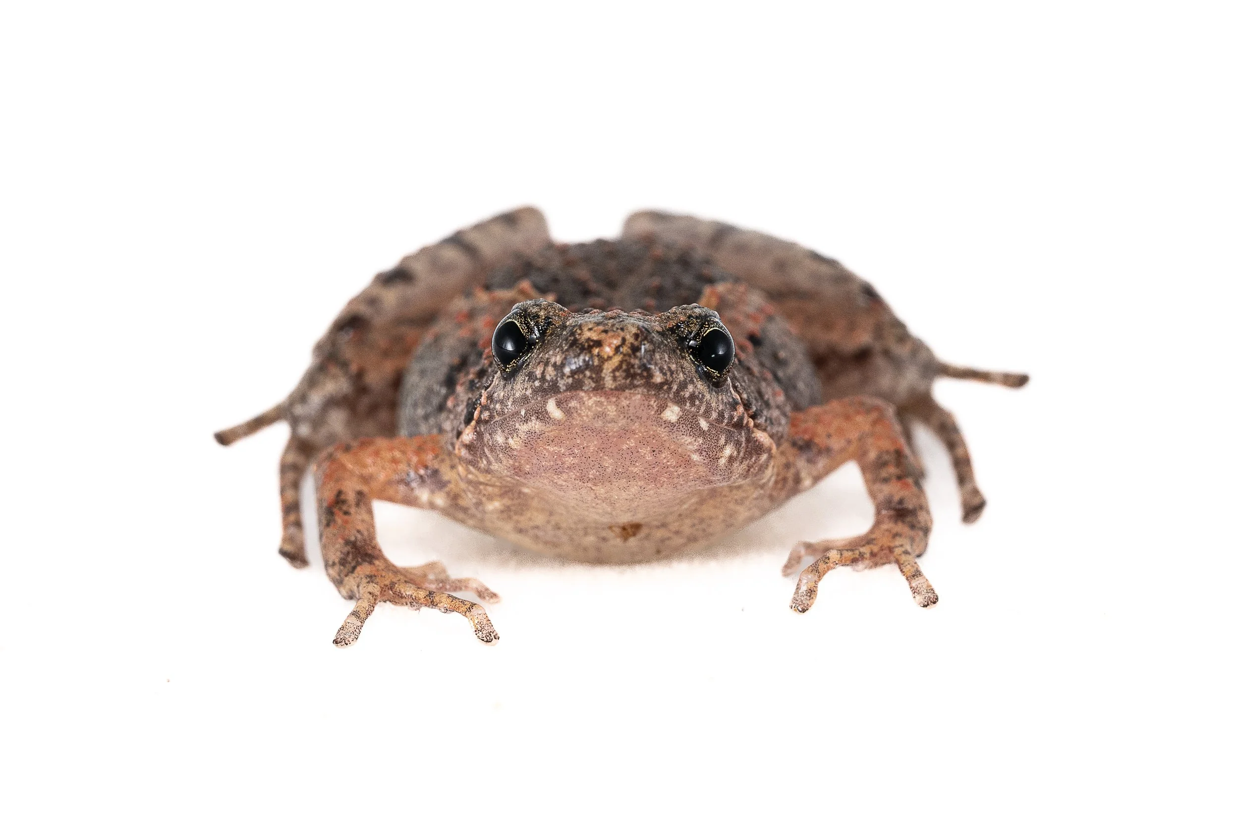 Butler's Pigmy Frog - Microhyla butleri