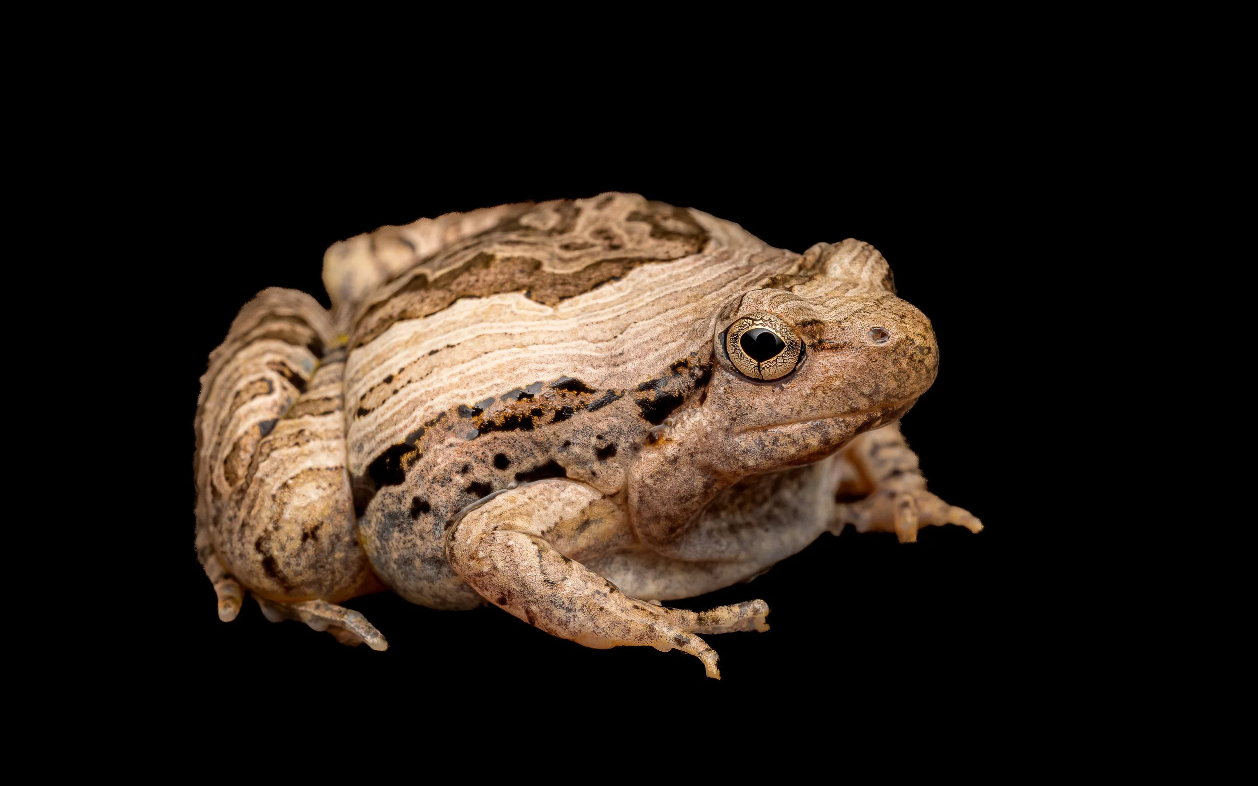 Marbled Pigmy Frog - Microhyla pulchra