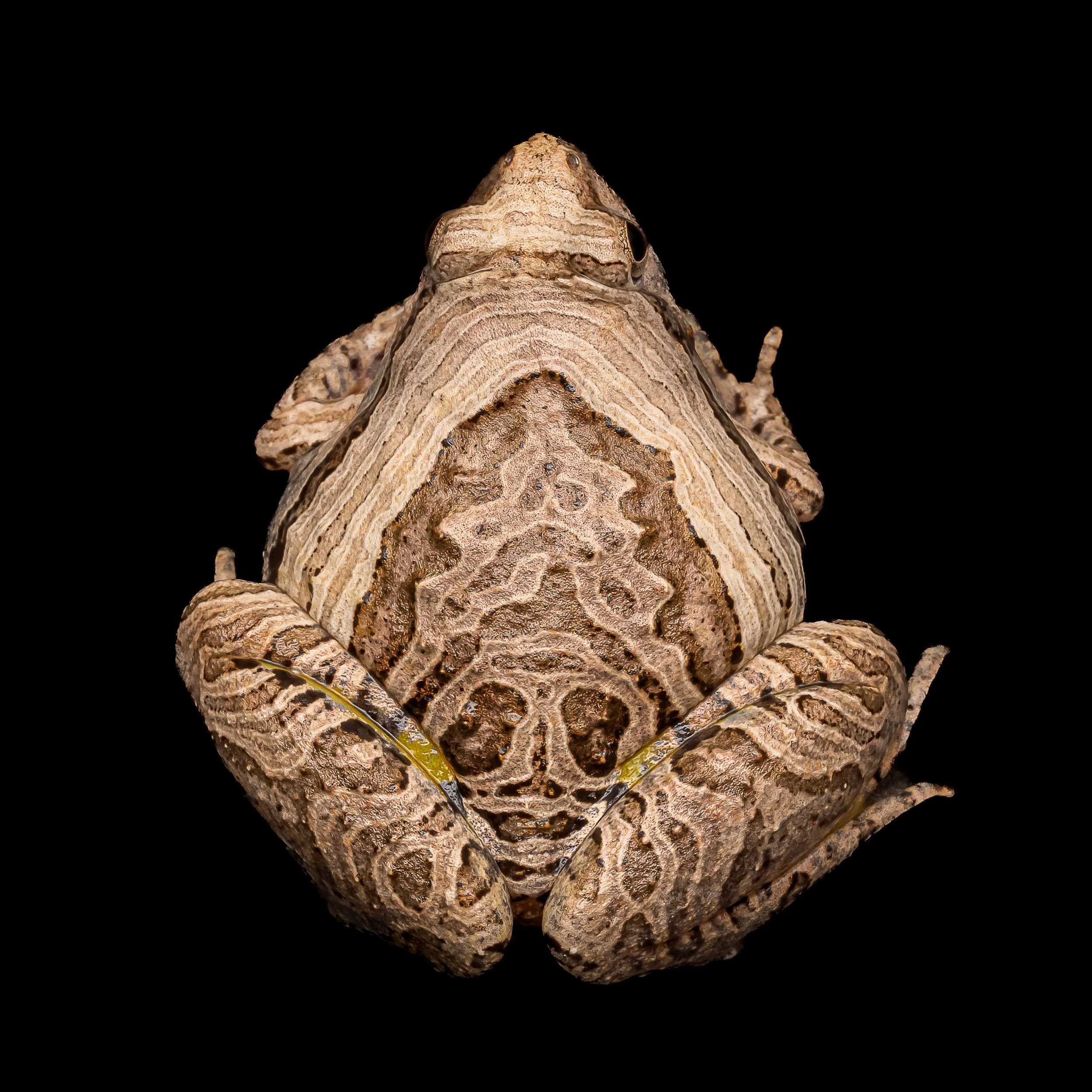 Marbled Pigmy Frog - Microhyla pulchra